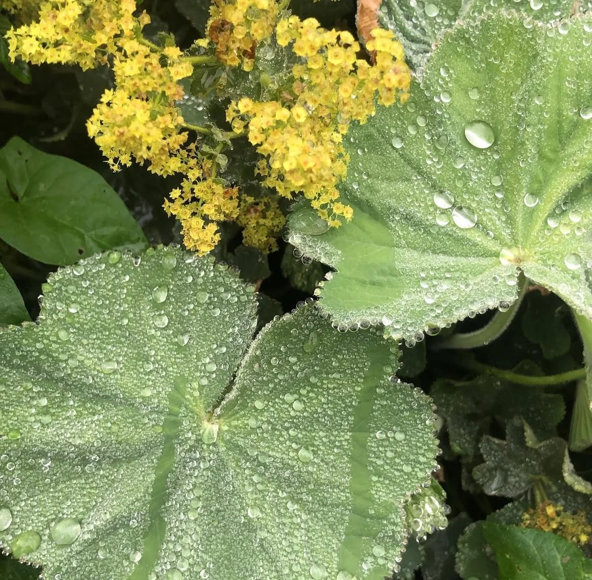 Ladies Mantle "Alchemilla Mollis" Garden Ready Plugs