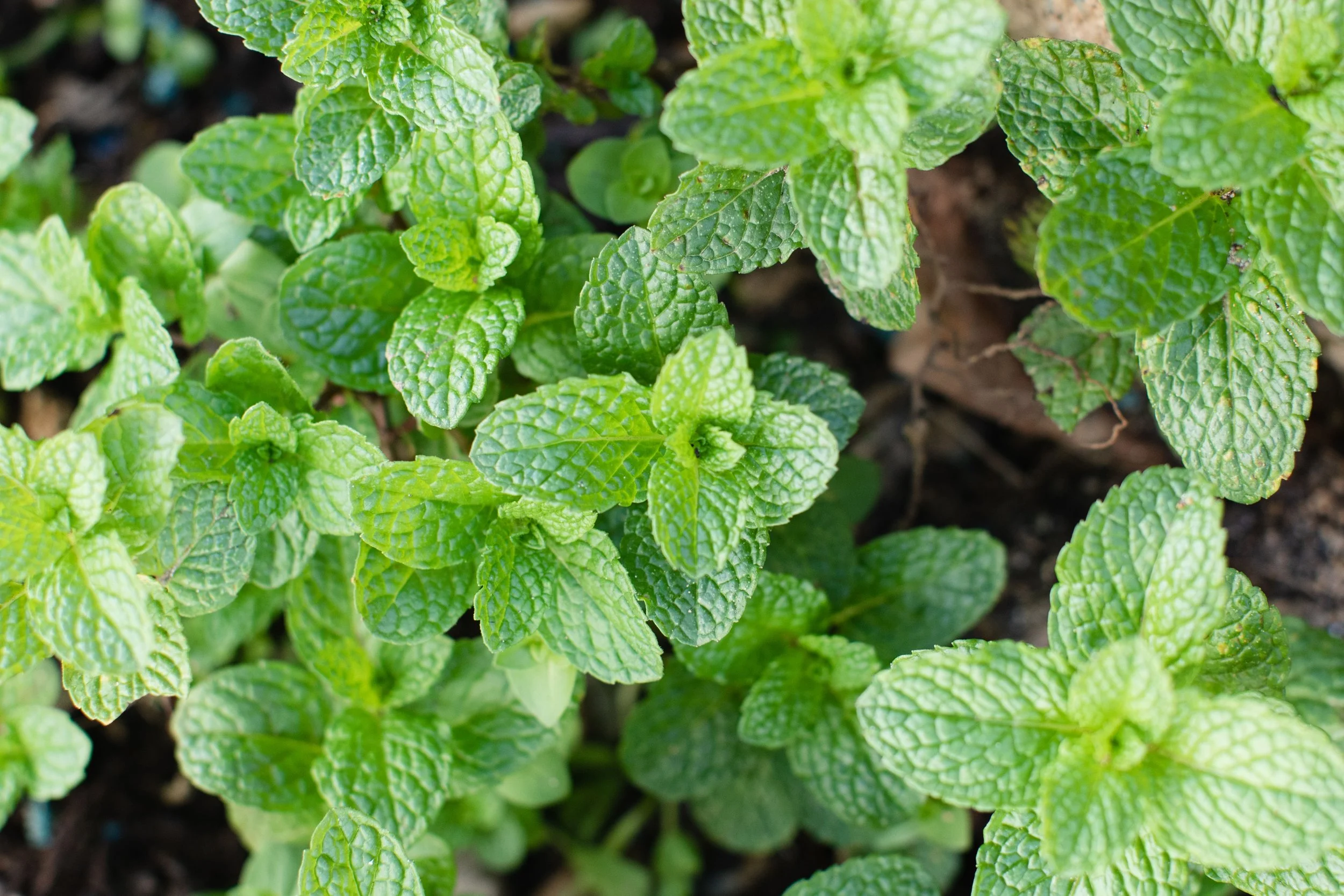 Common Mint "Mentha Sativa"