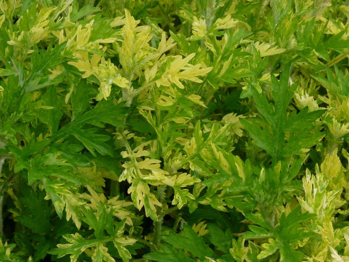 Artemis "Oriental Limelight