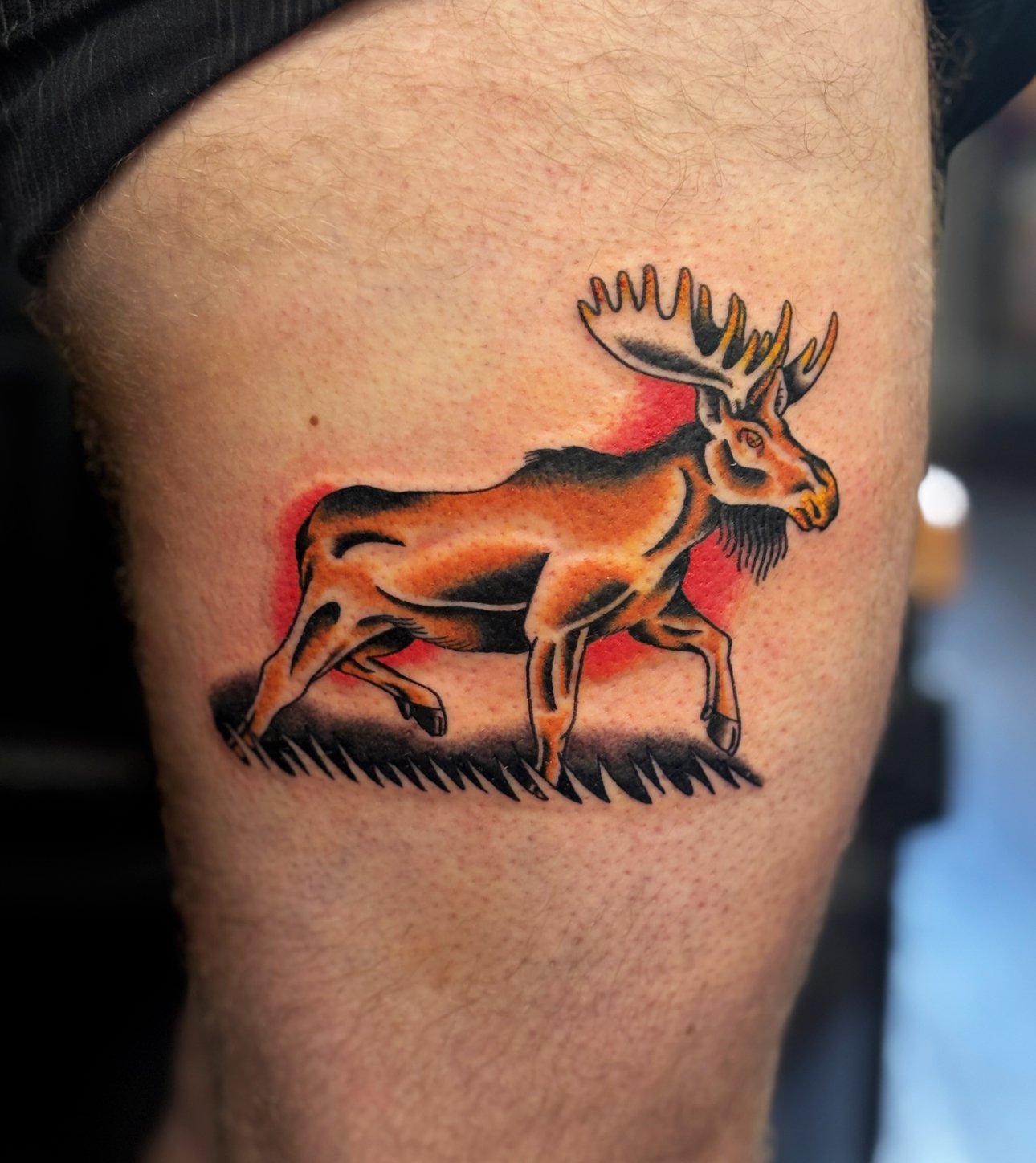 moose1.jpg