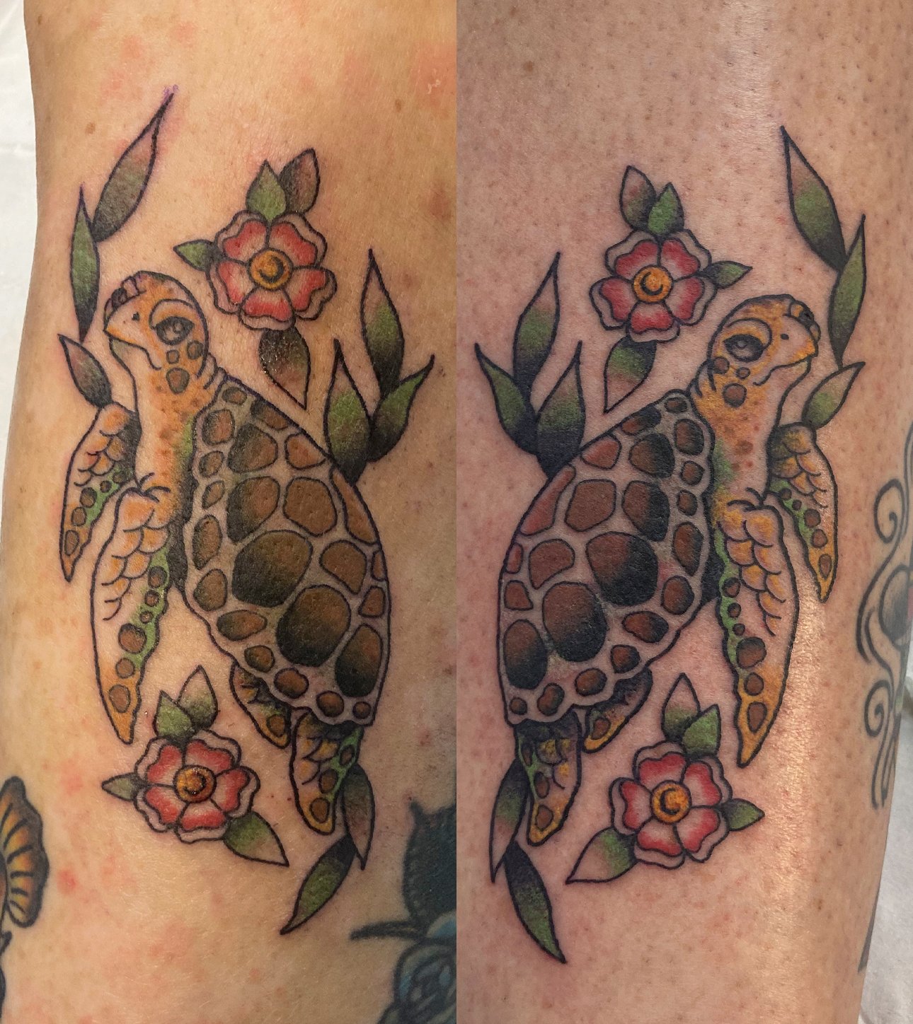 turt3.jpg