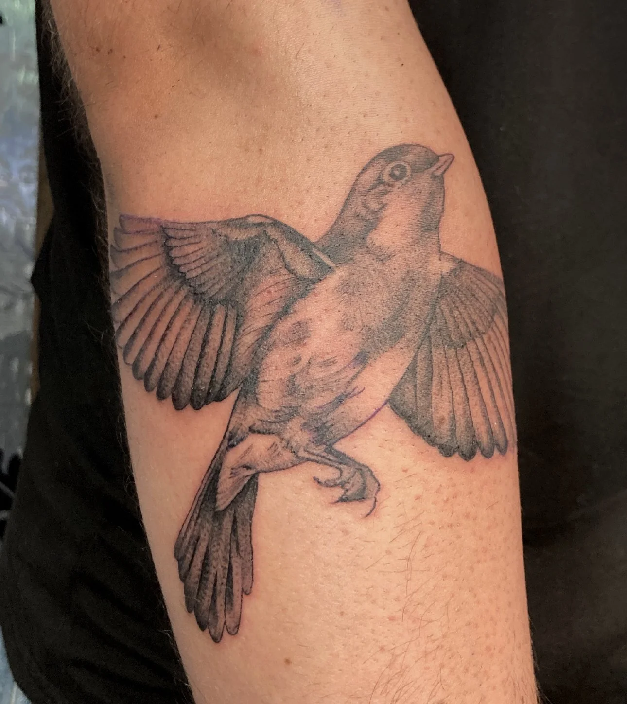 bird1.jpg