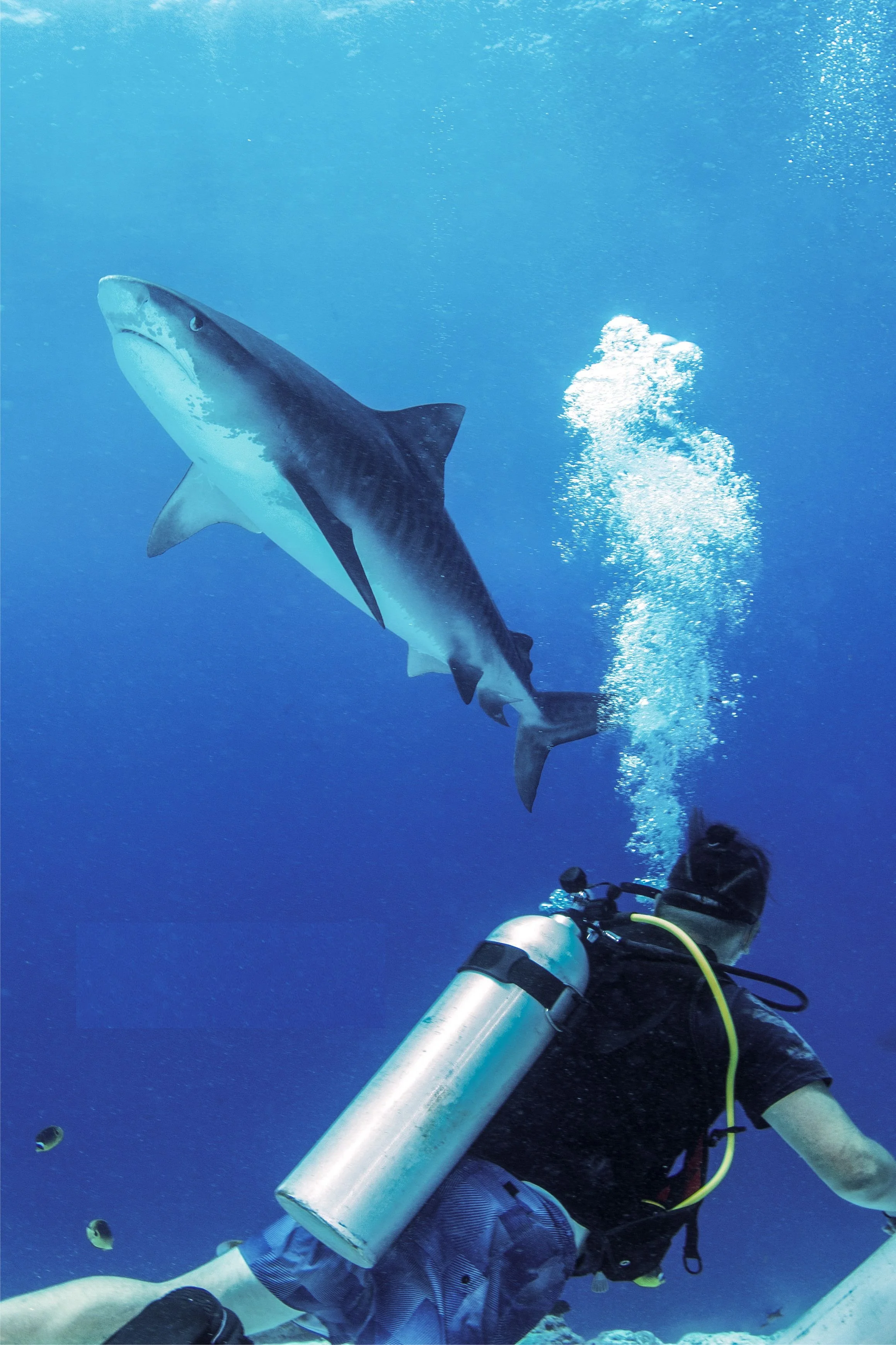 A scuba diver underwater with a large shark swimming nearby.
