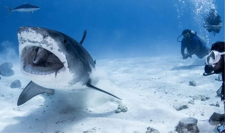 A large great white shark underwater with an open mouth and several scuba divers observing.
