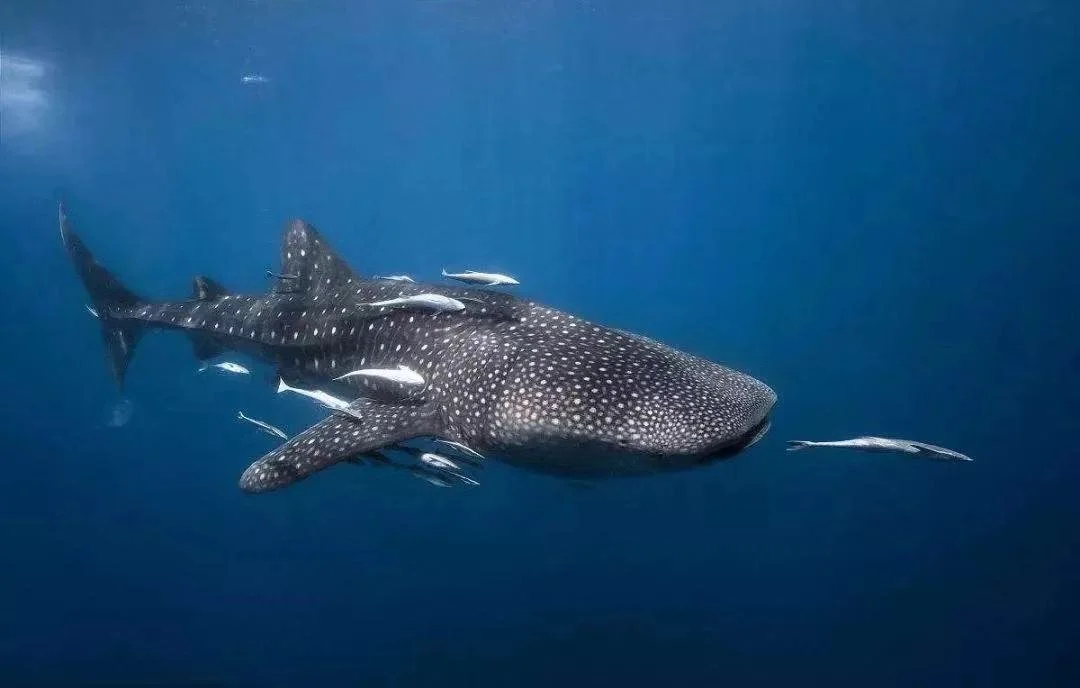 A whale shark swimming underwater with small fish around its body.