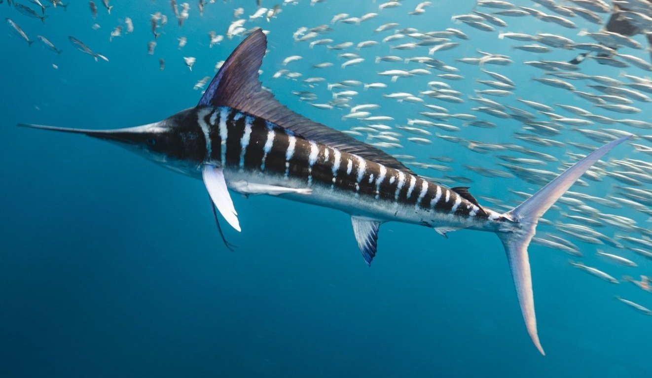 A large marlin fish with a long bill and black and white striped pattern swimming in the ocean among a school of smaller fish.