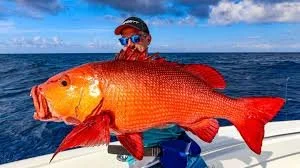 Person wearing sunglasses and a cap holding a large orange fish on a boat in the ocean.