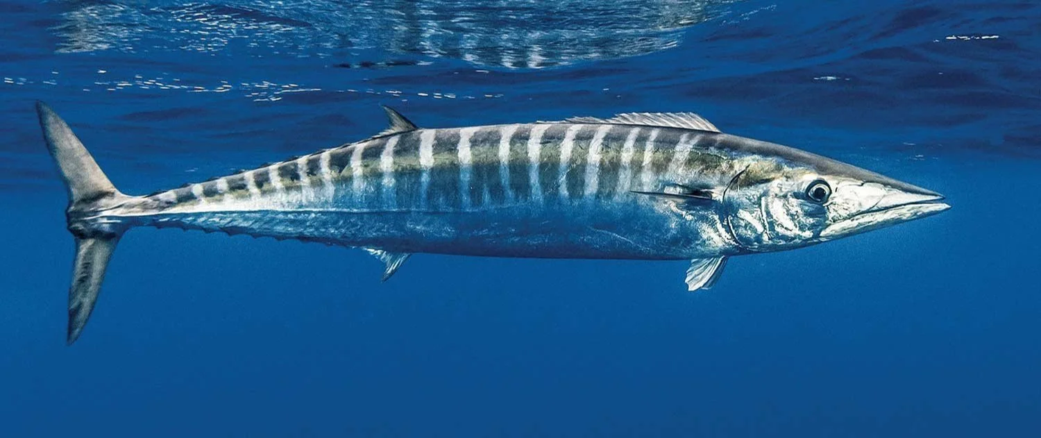 A fish swimming in the ocean with a streamlined body and vertical stripes.