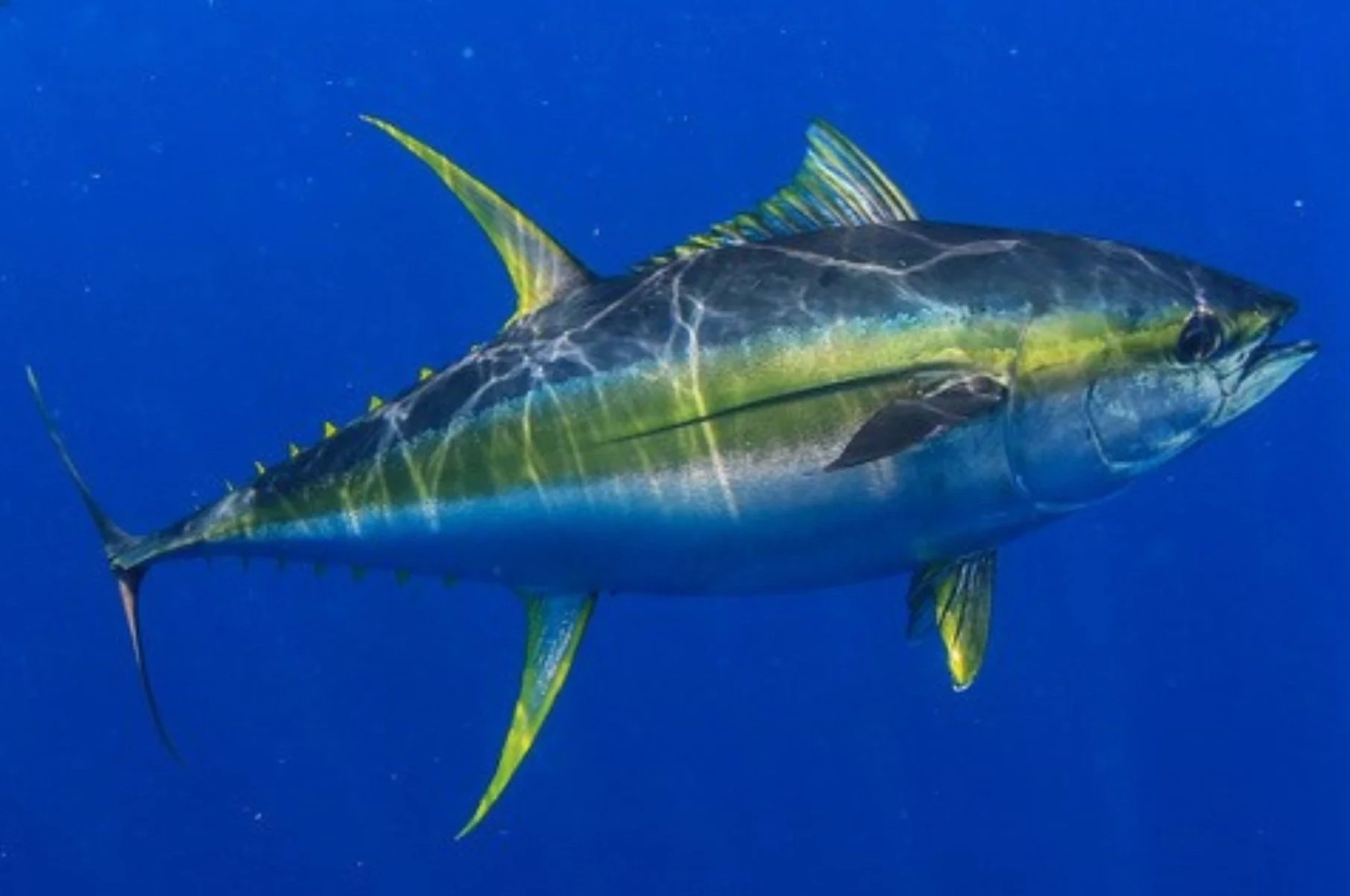 A large yellowfin tuna swimming in the ocean with a blue background.