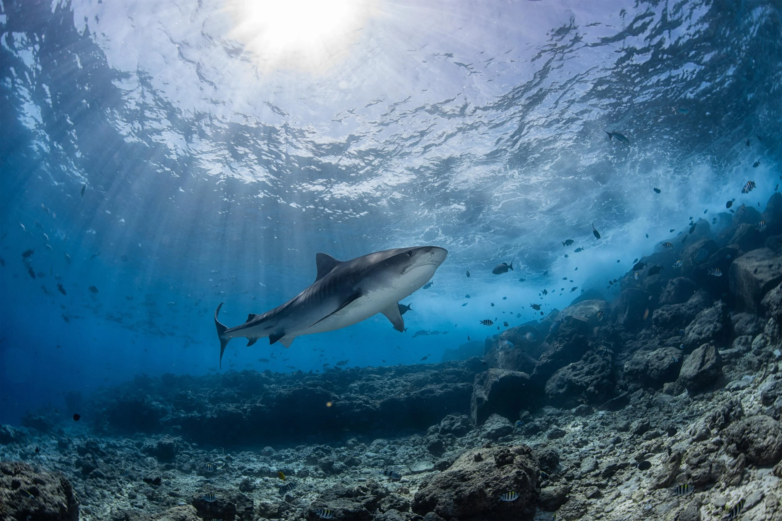 Underwater scene featuring a large shark swimming above a coral reef with small fish, with sunlight shining through the water surface.