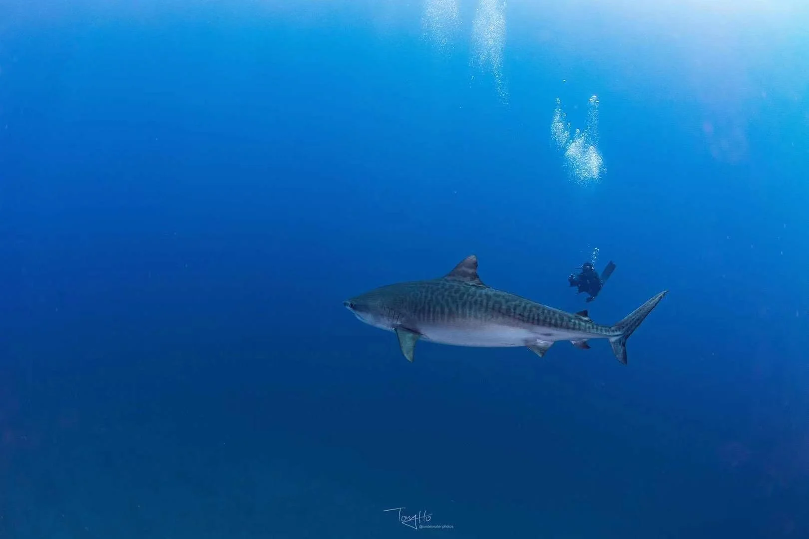 A scuba diver swimming underwater next to a large fish with a streamlined body and a pointed snout, in deep blue ocean water.
