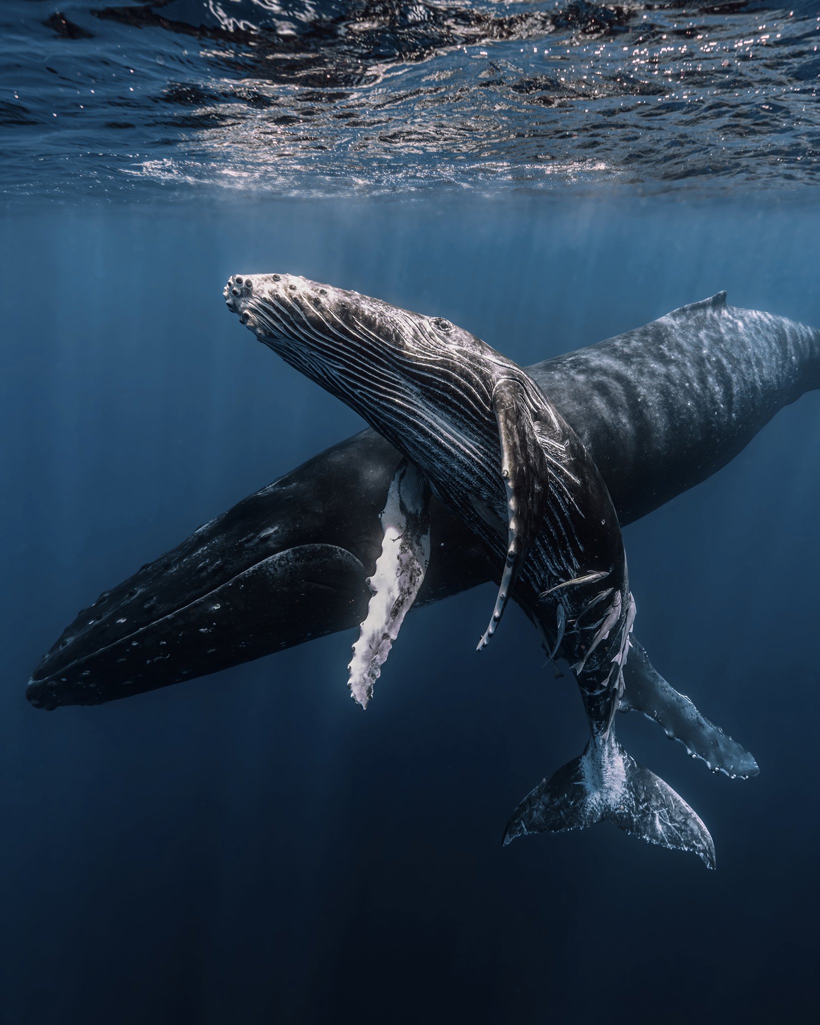 Humpback whales