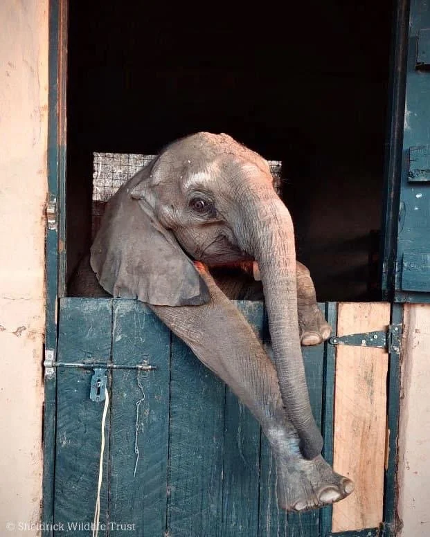 Shujaa Means Hero in Swahili. I Adopted an Elephant
