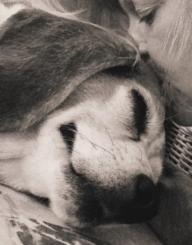 When Animals Cross Over: Continuing the Conversation