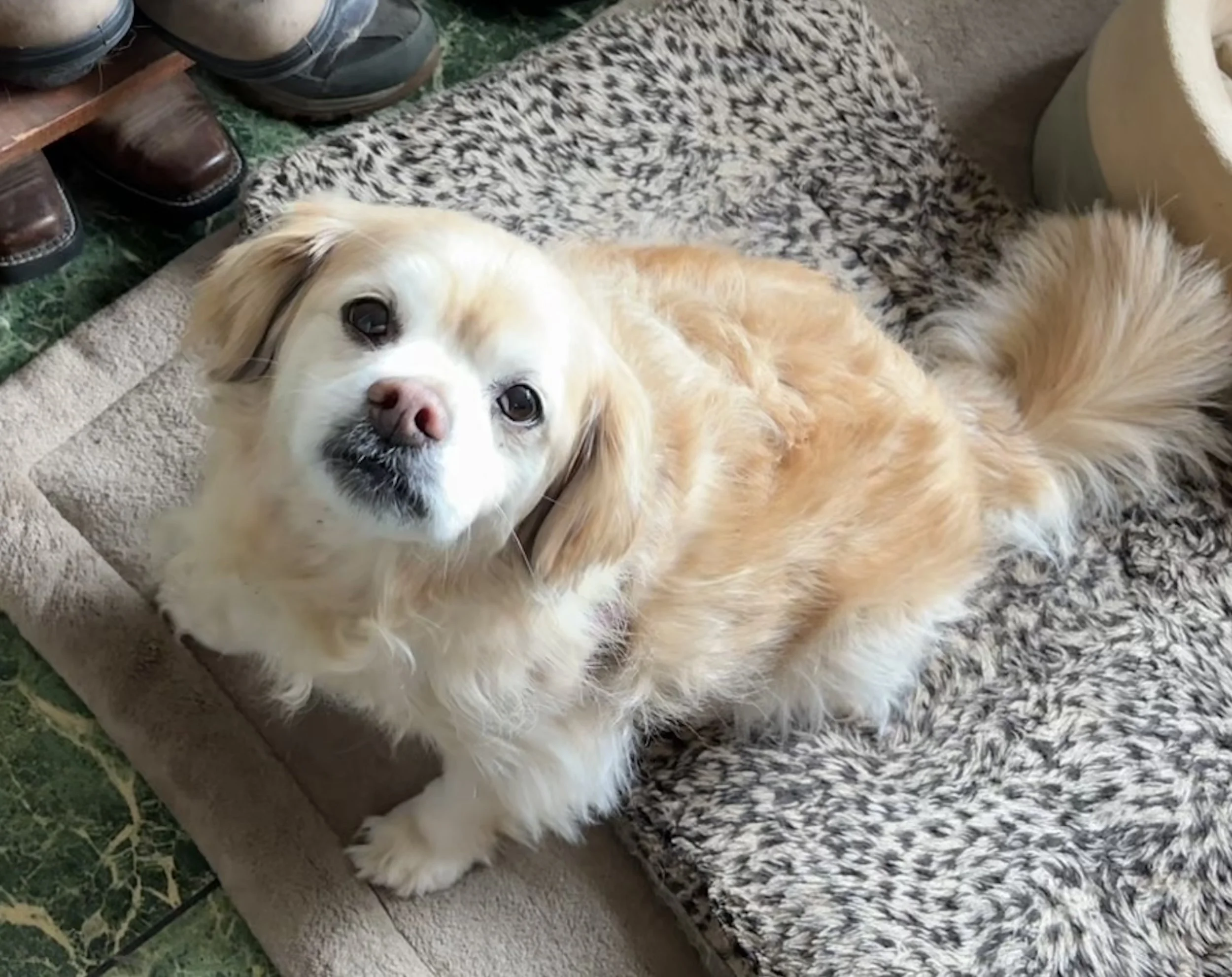 Feeling Safe -The Hidden Key to Your Dog’s Well-Being