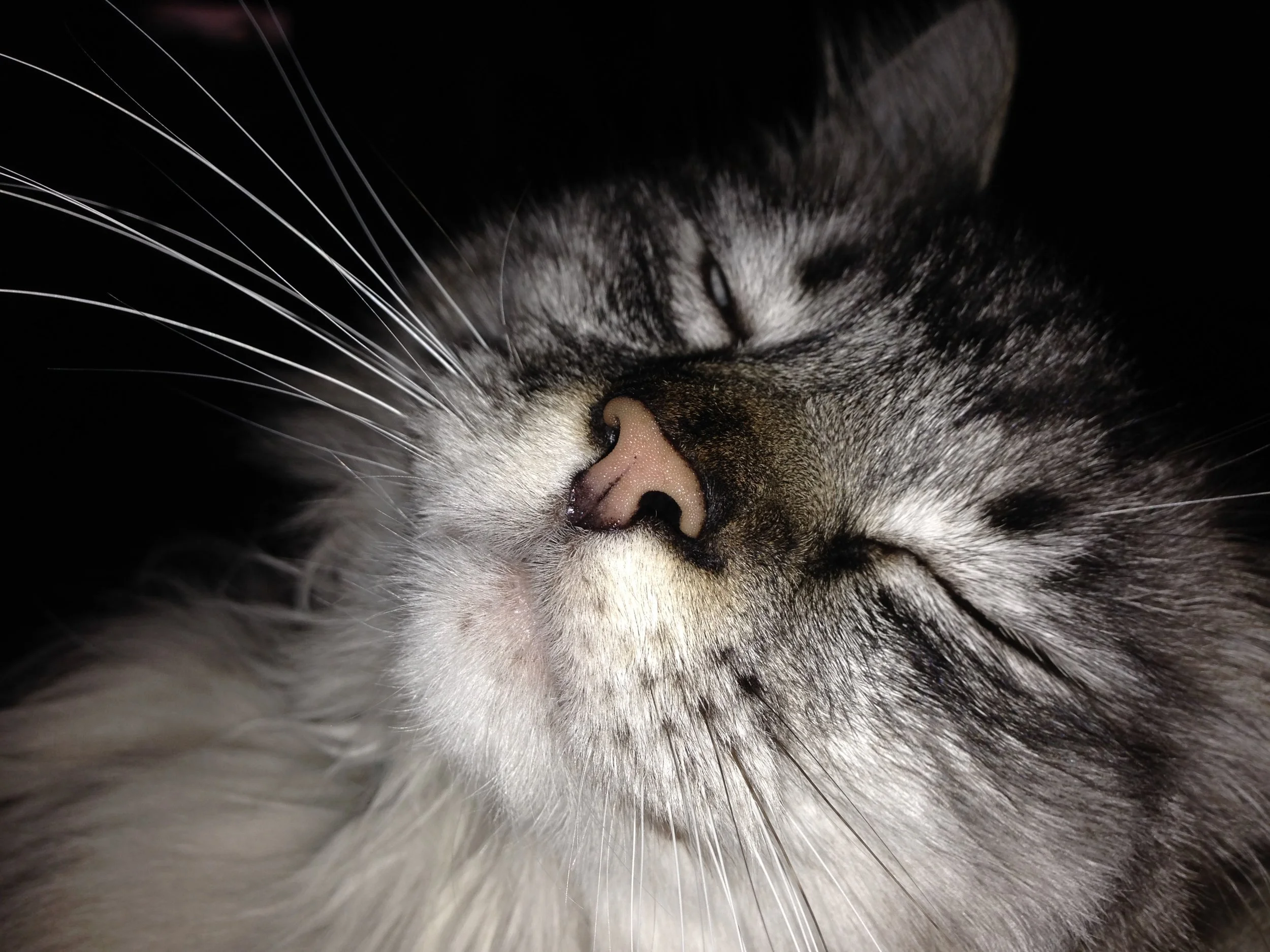 Seeking Enlightenment — How My Cats Taught Me the Art of Zen