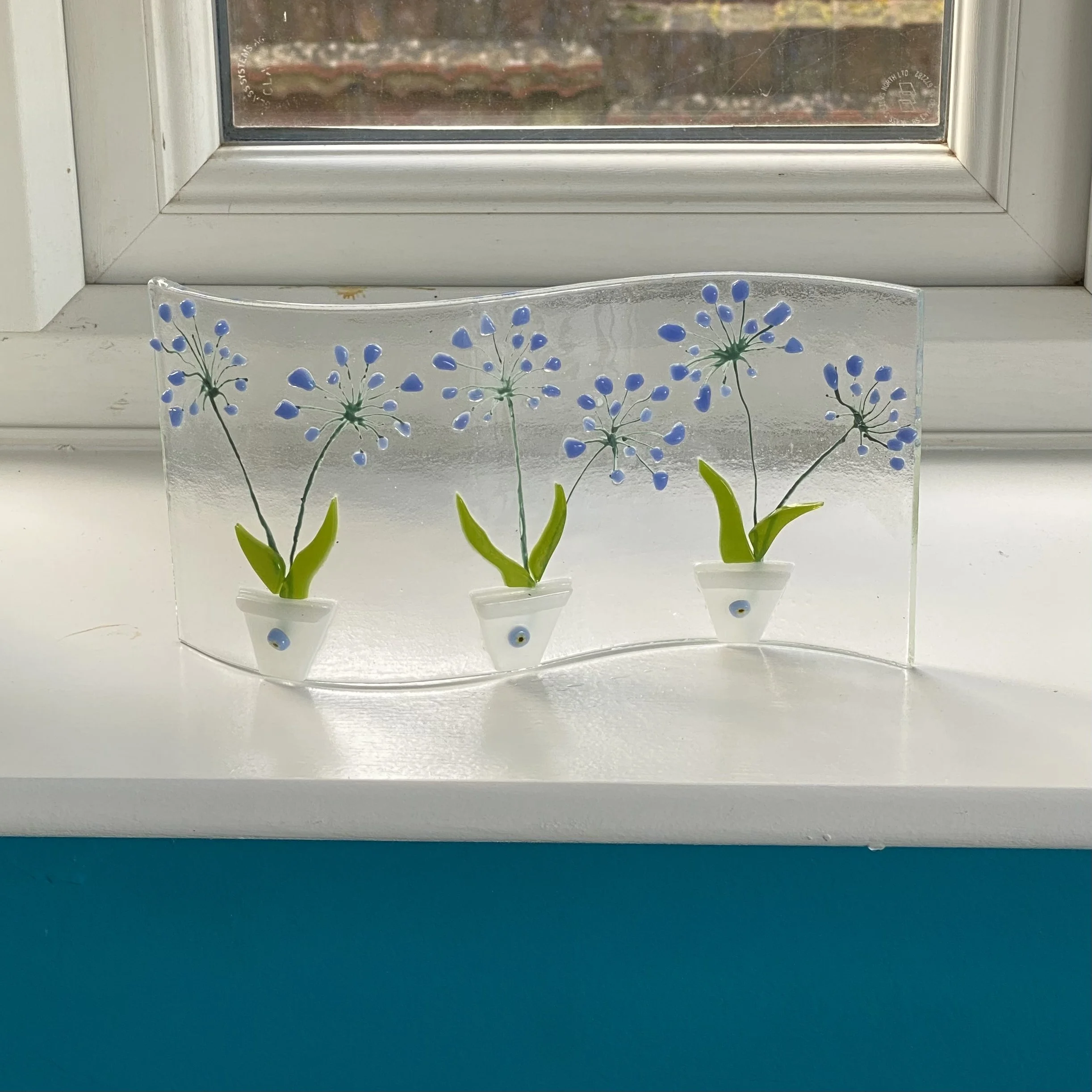 Agapanthus Flowers Sbend