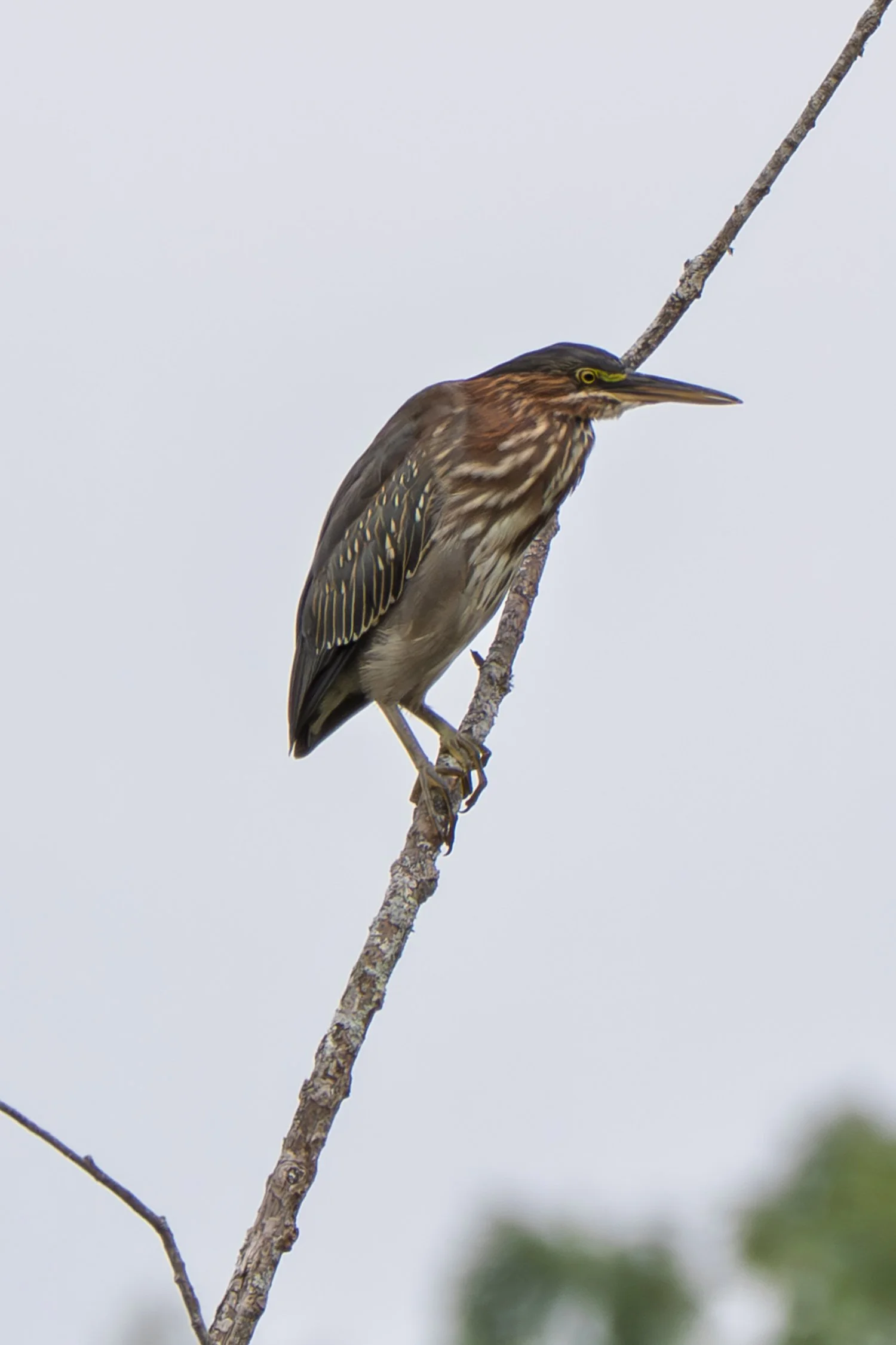 Green Heron 02