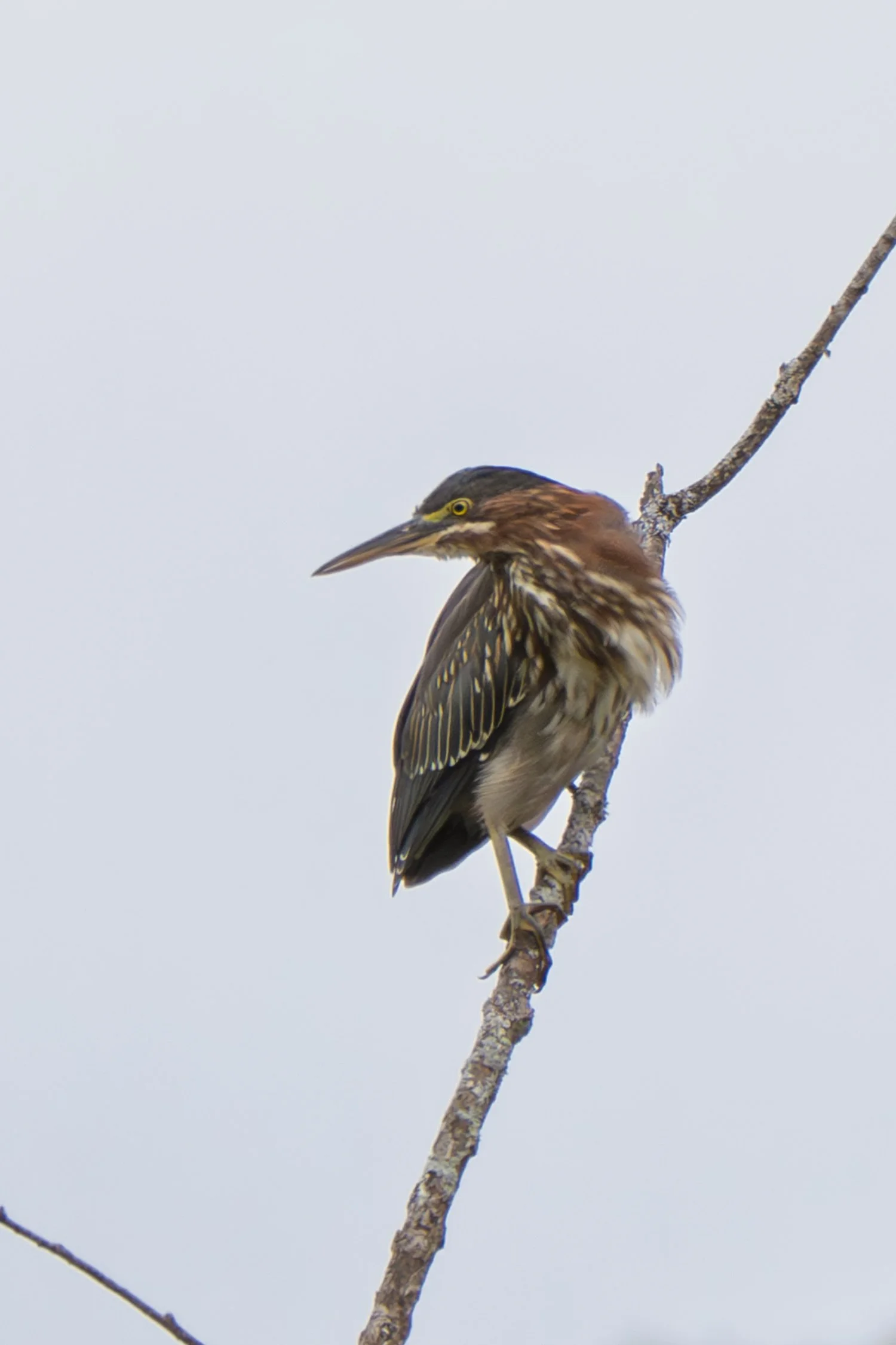 Green Heron 03