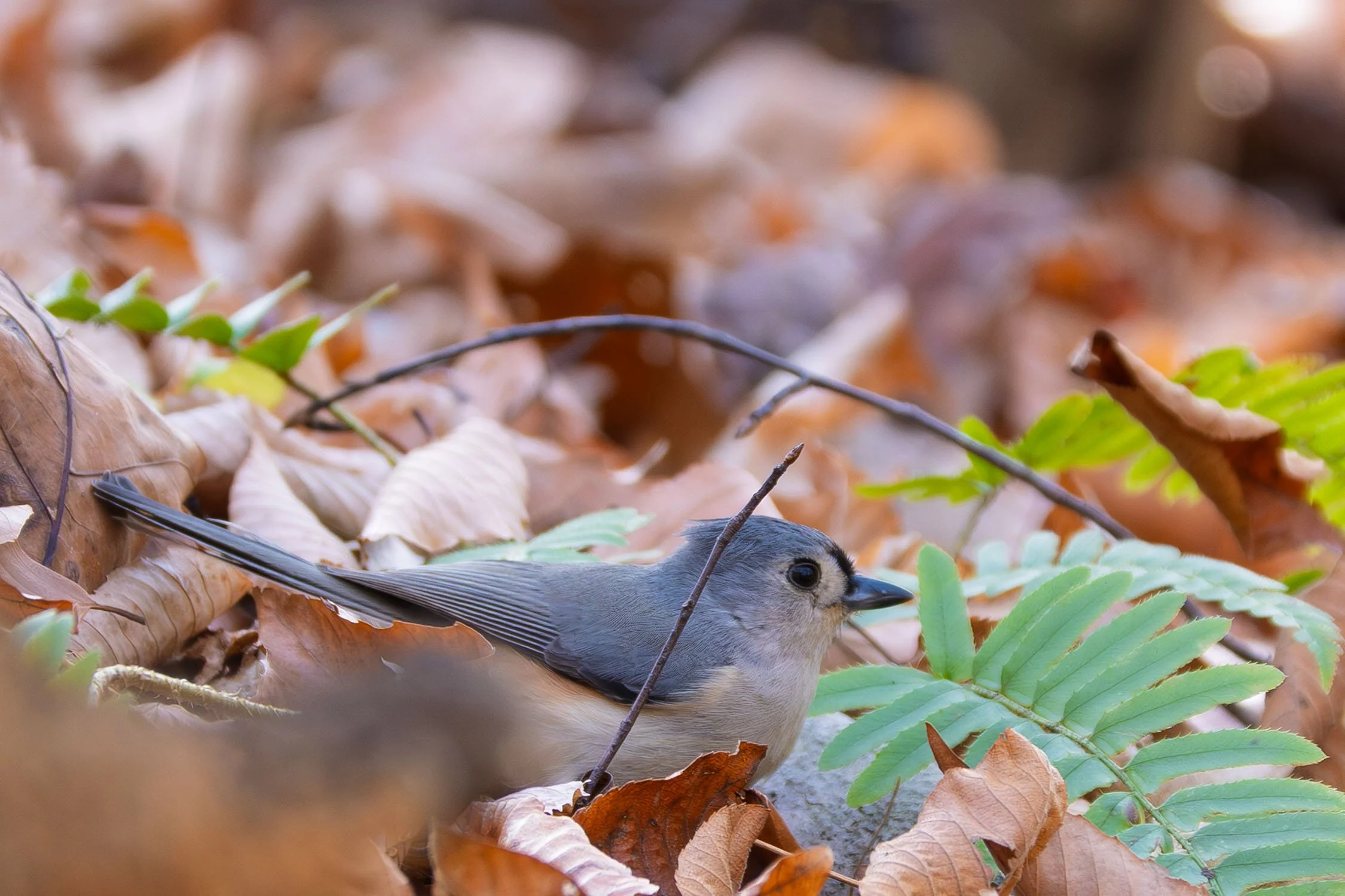 Tufted Titmouse 01