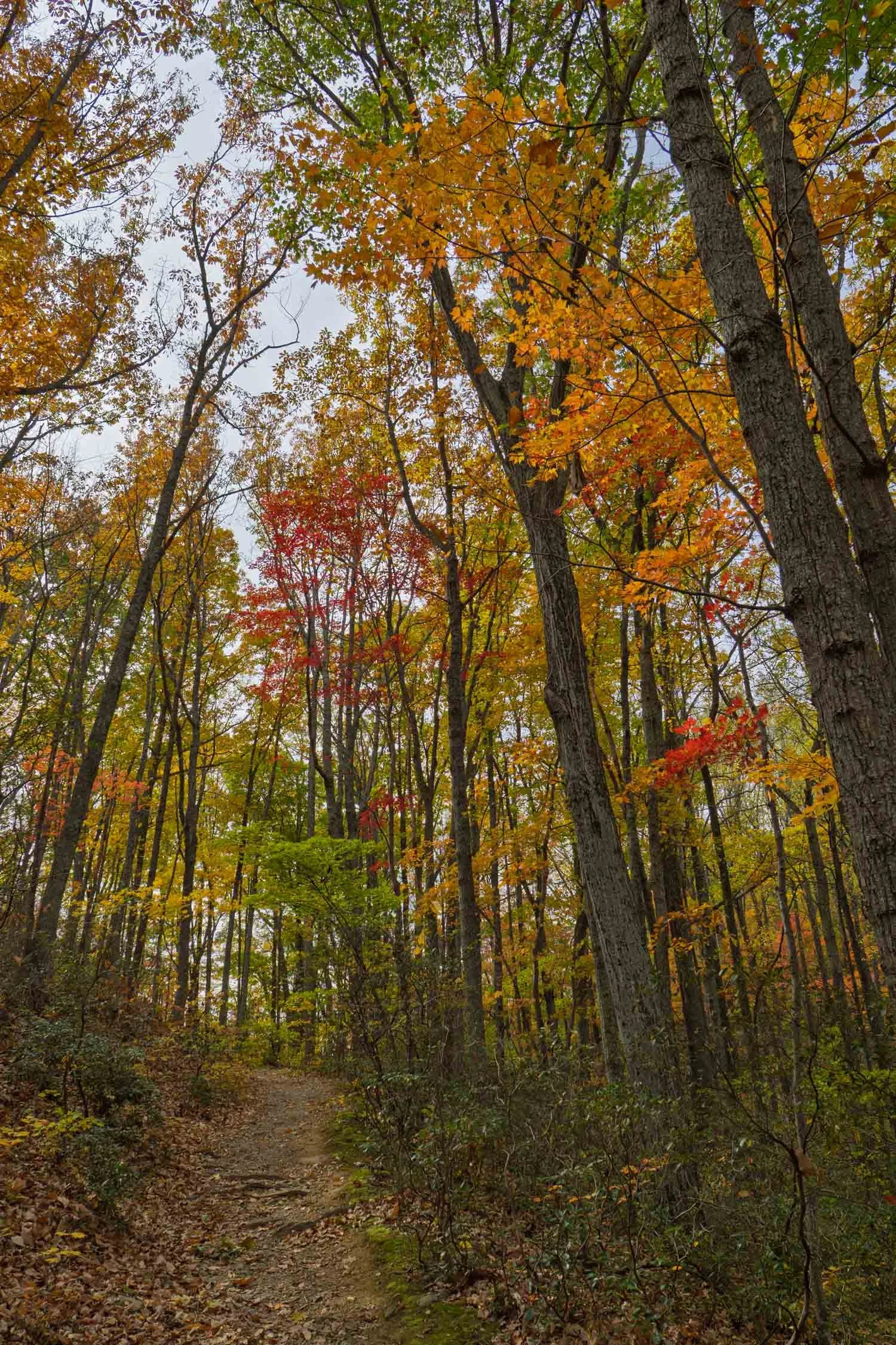 Autumn Path 05