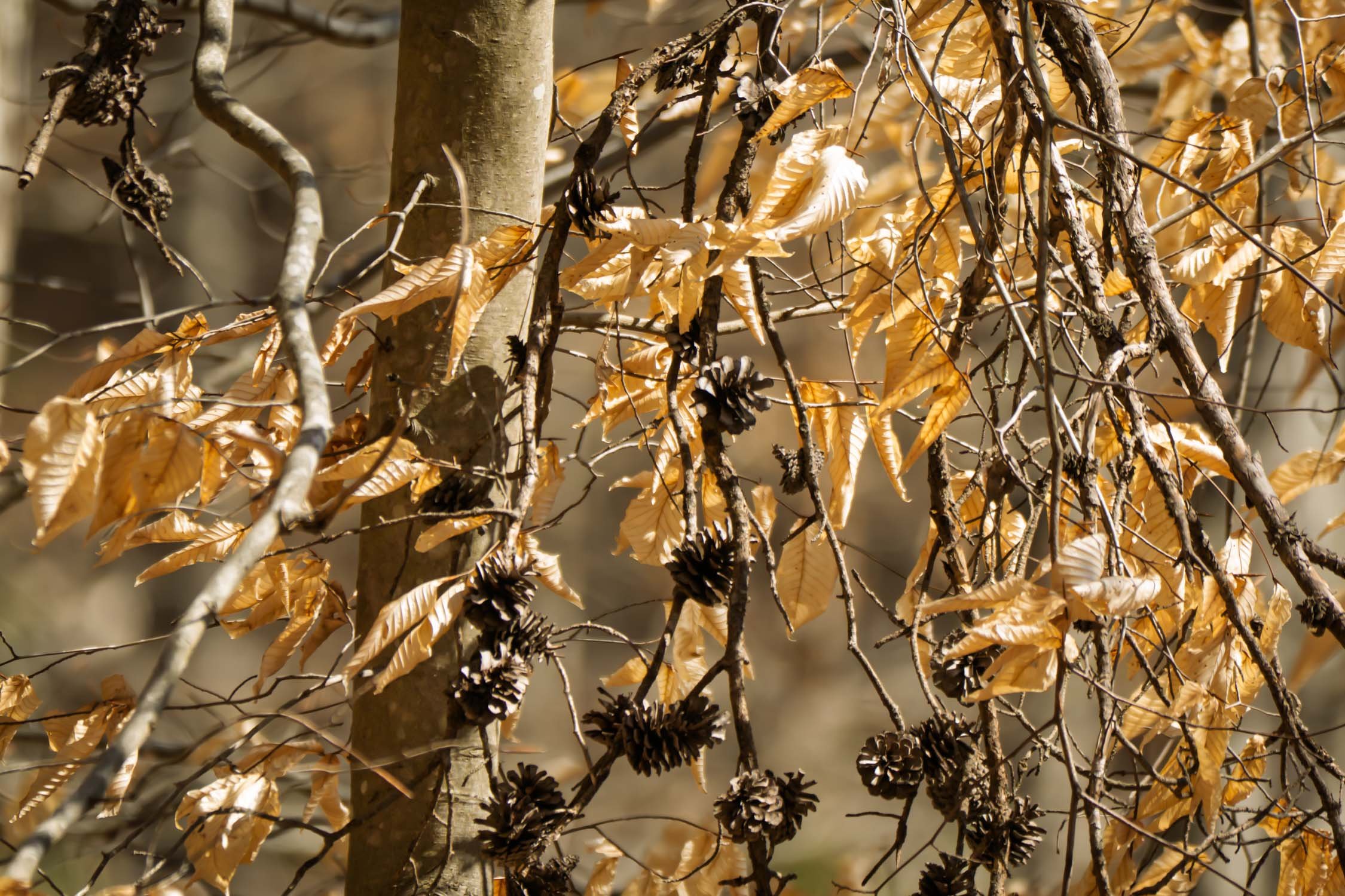 Forest Gold 01, [Fine Art America, Redbubble]