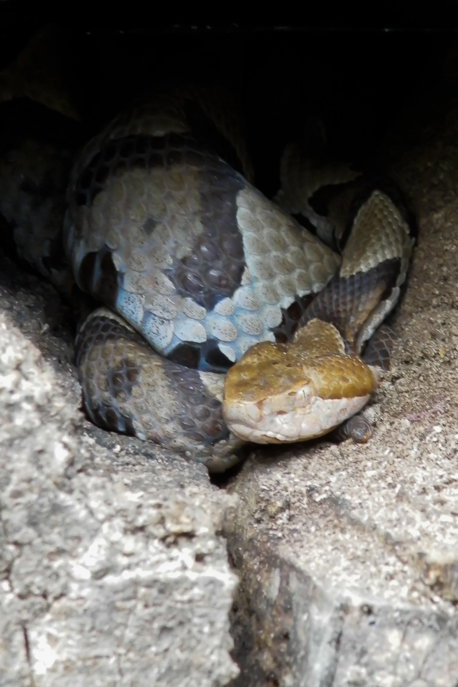 Copperhead 01