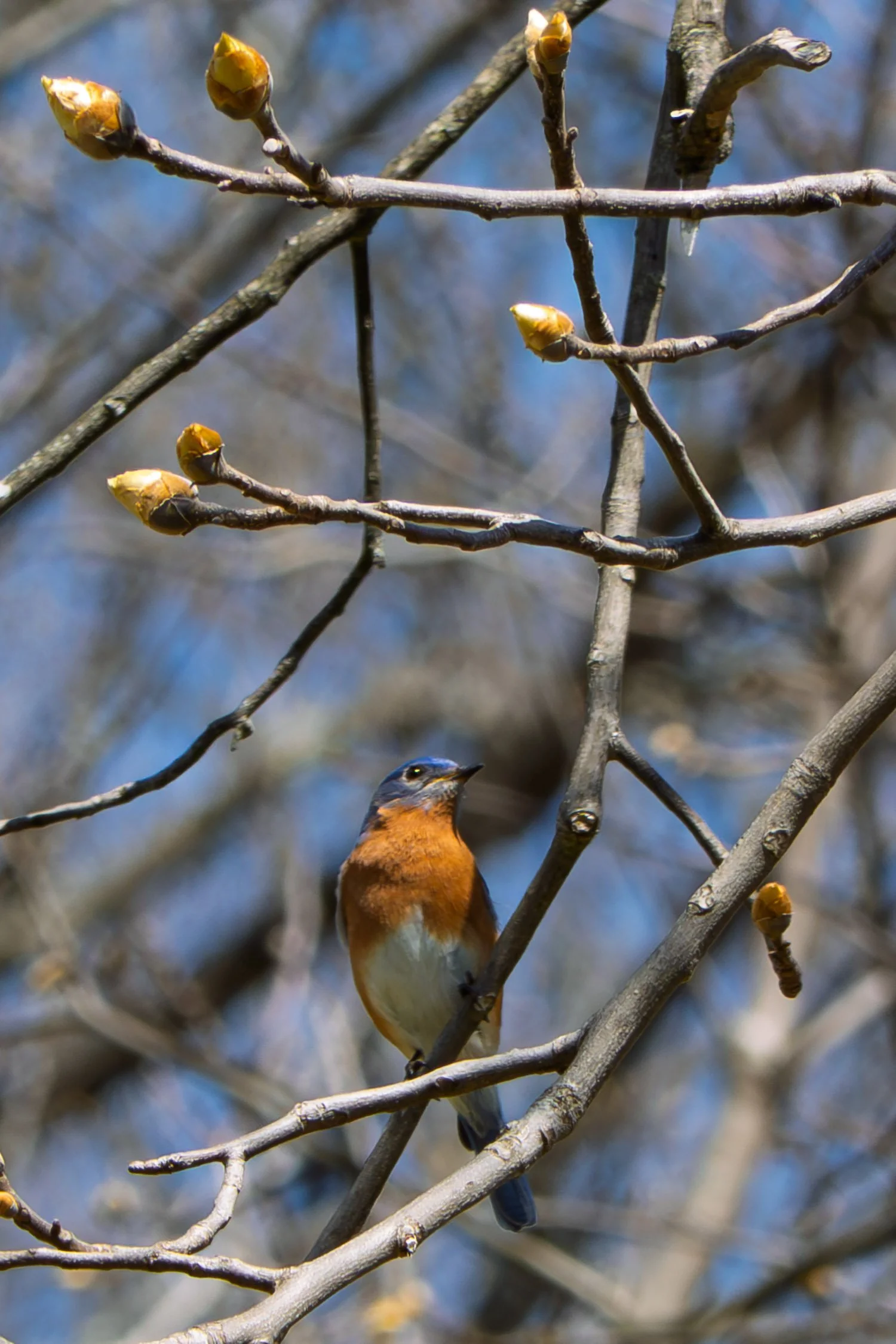 Eastern Bluebird 01