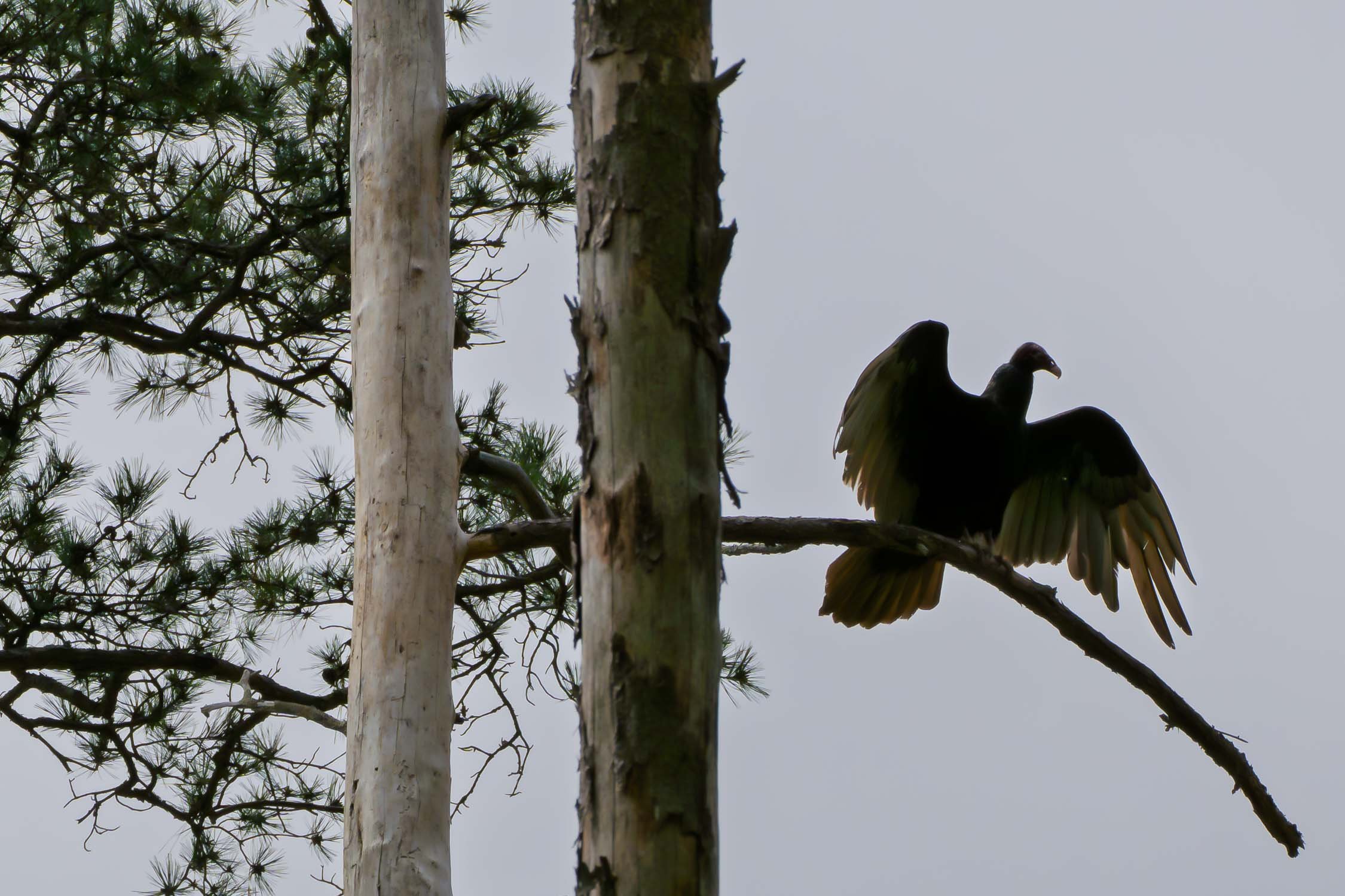 Vulture 01