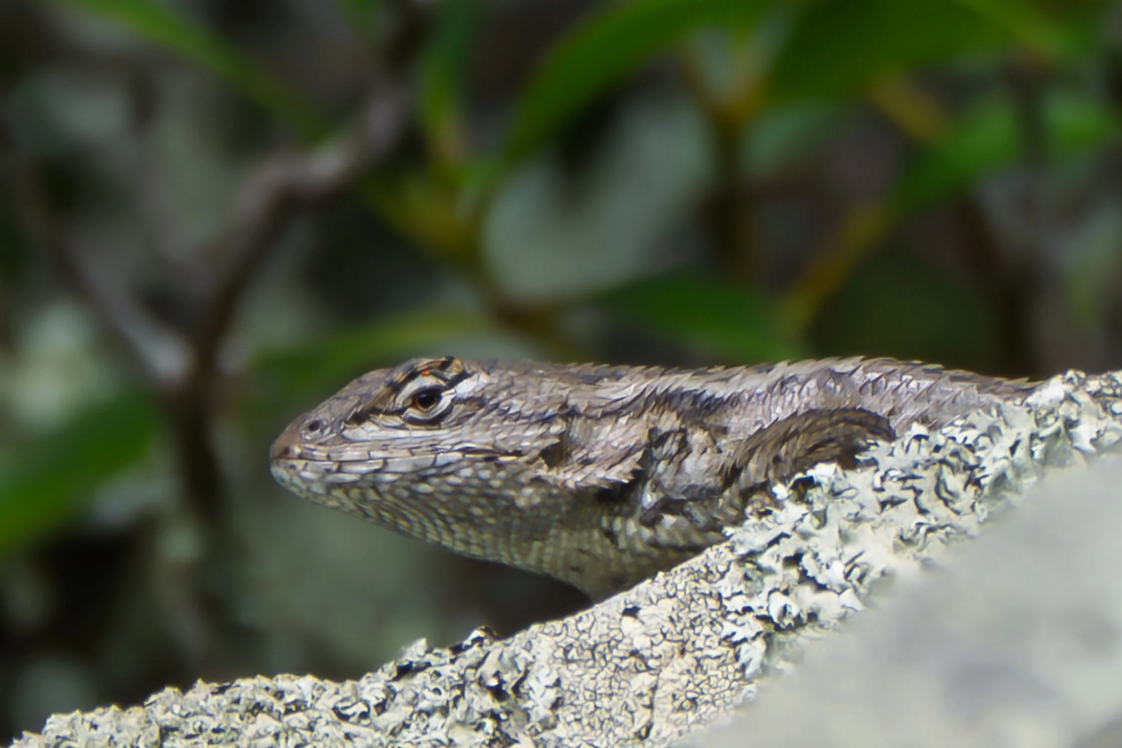 Eastern Fence Lizard 01