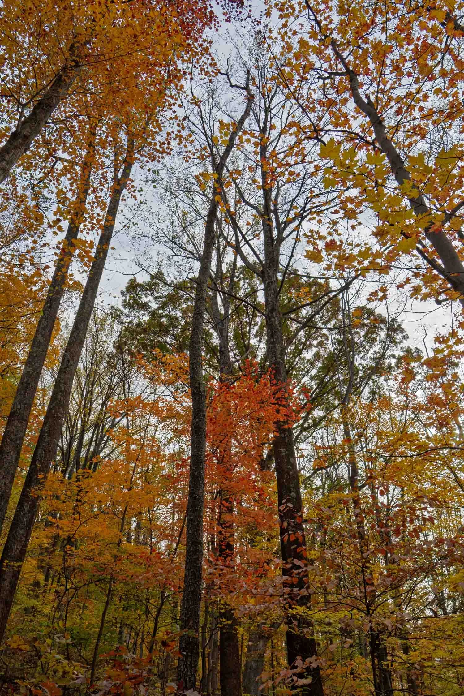 Autumn Skylight 03