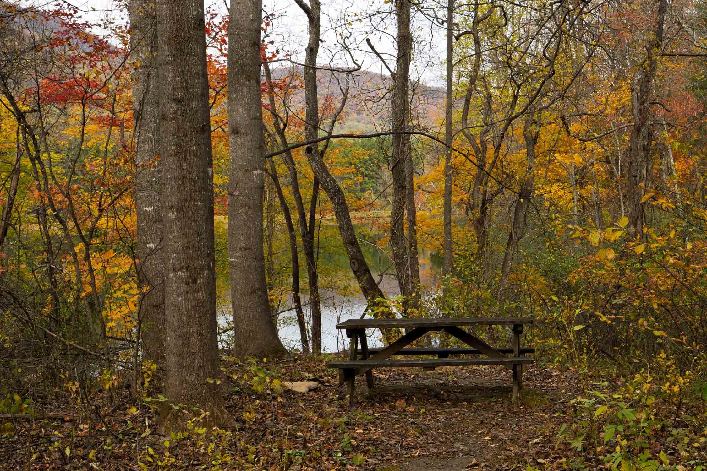 Autumn Leaves 16
