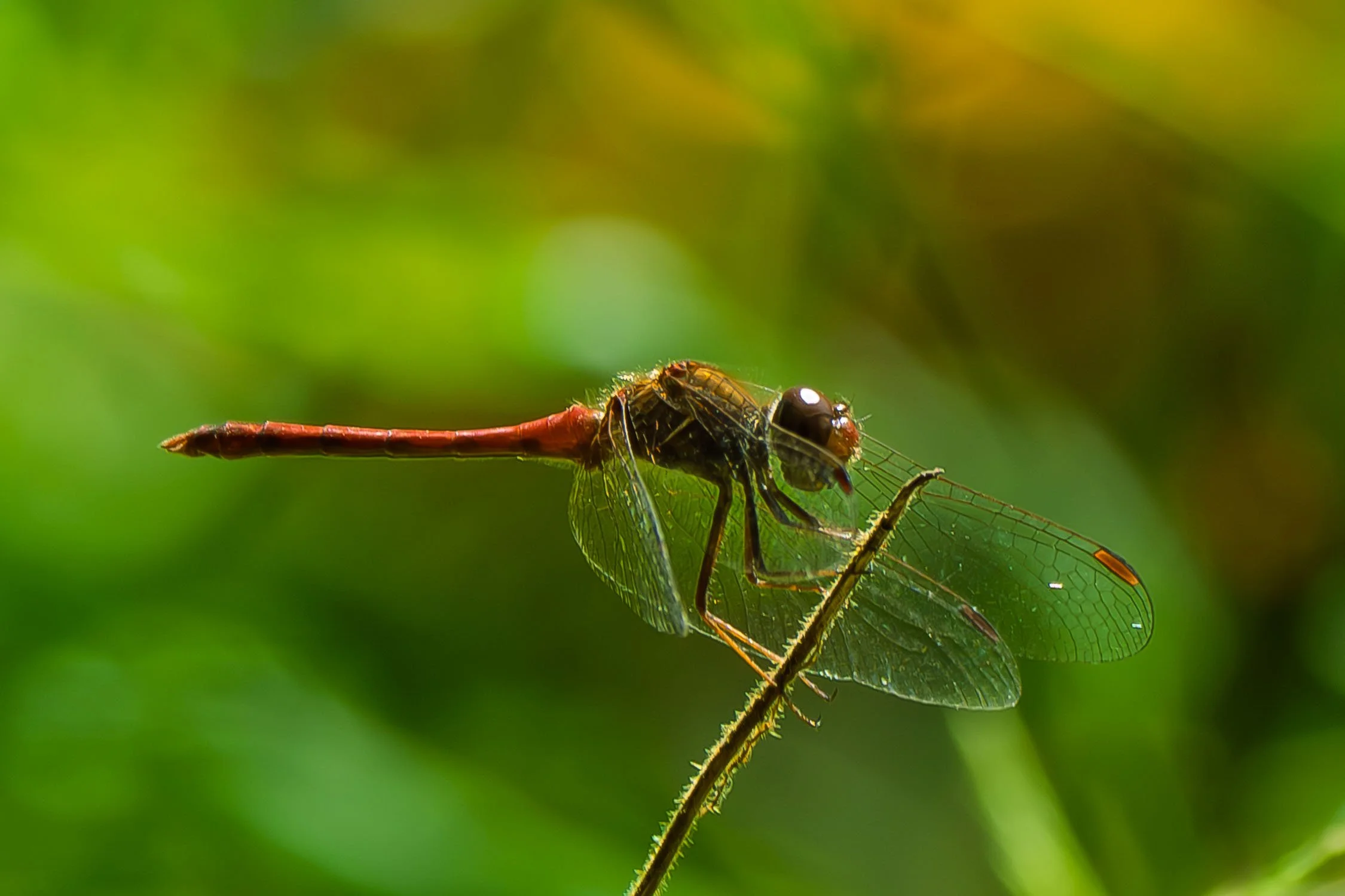 Autumn Meadowhawk 01