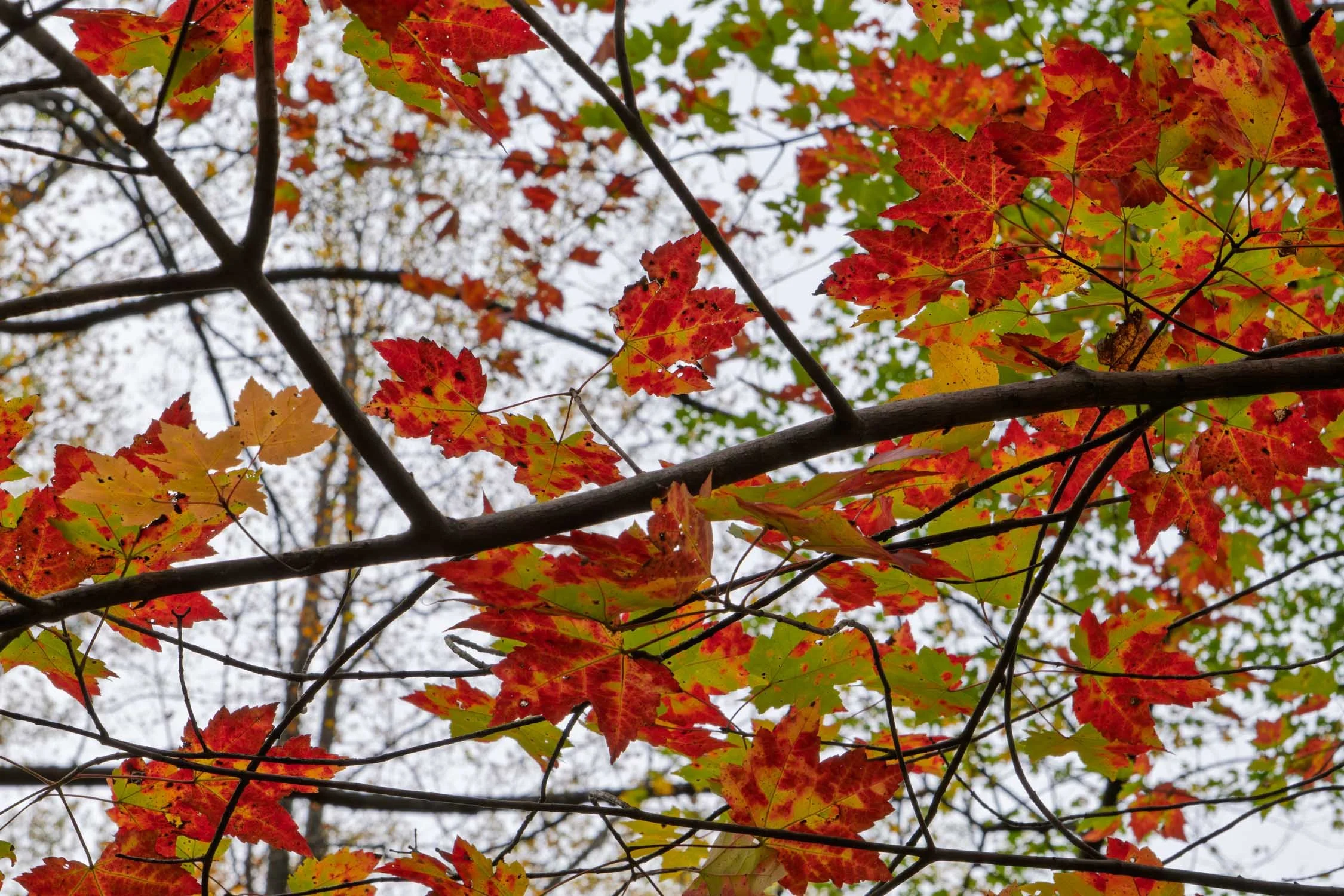 Autumn Leaves 08