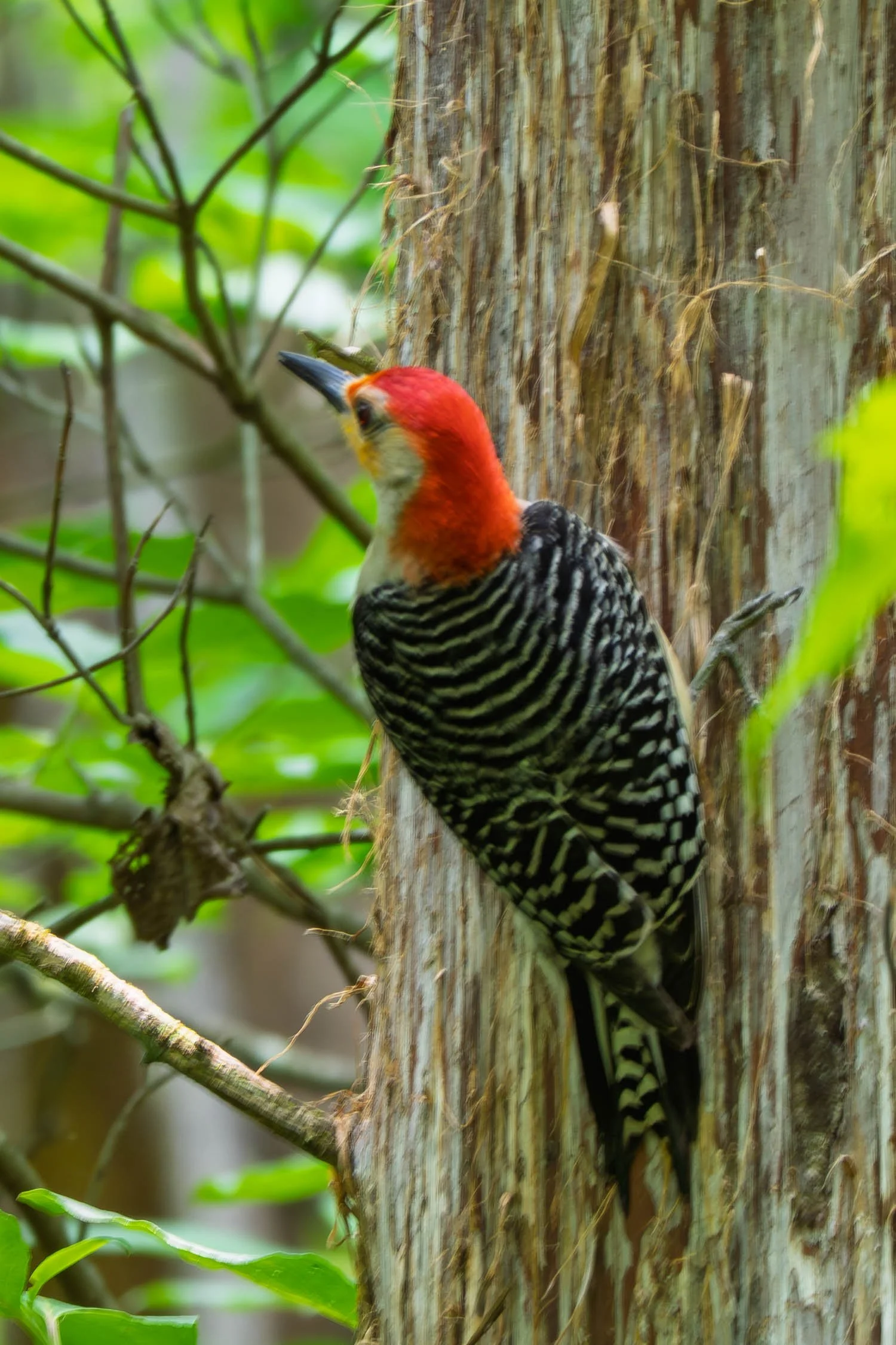Red-bellied Woodpecker 01