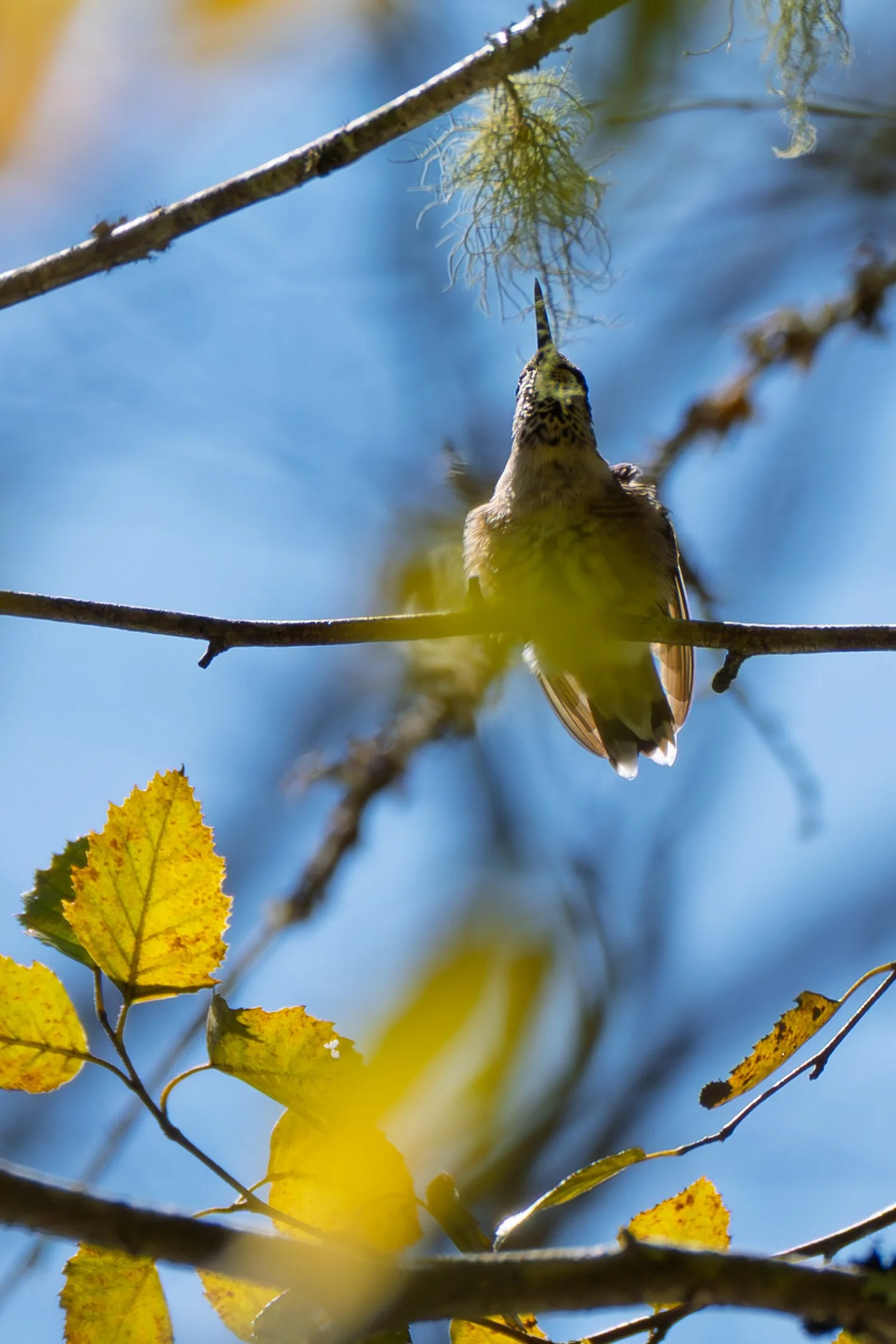 Ruby-throated Hummingbird 02