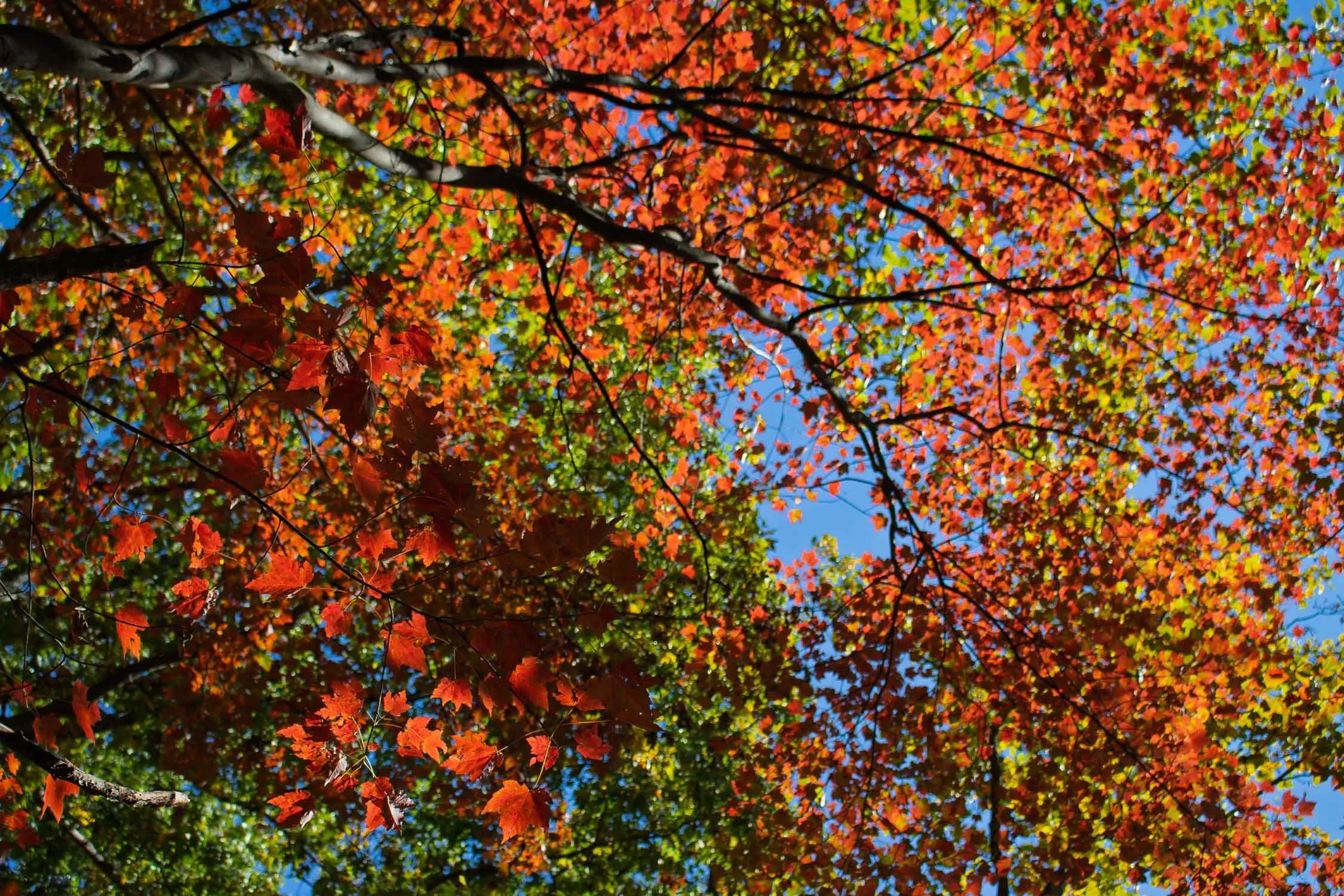 Autumn Leaves 02