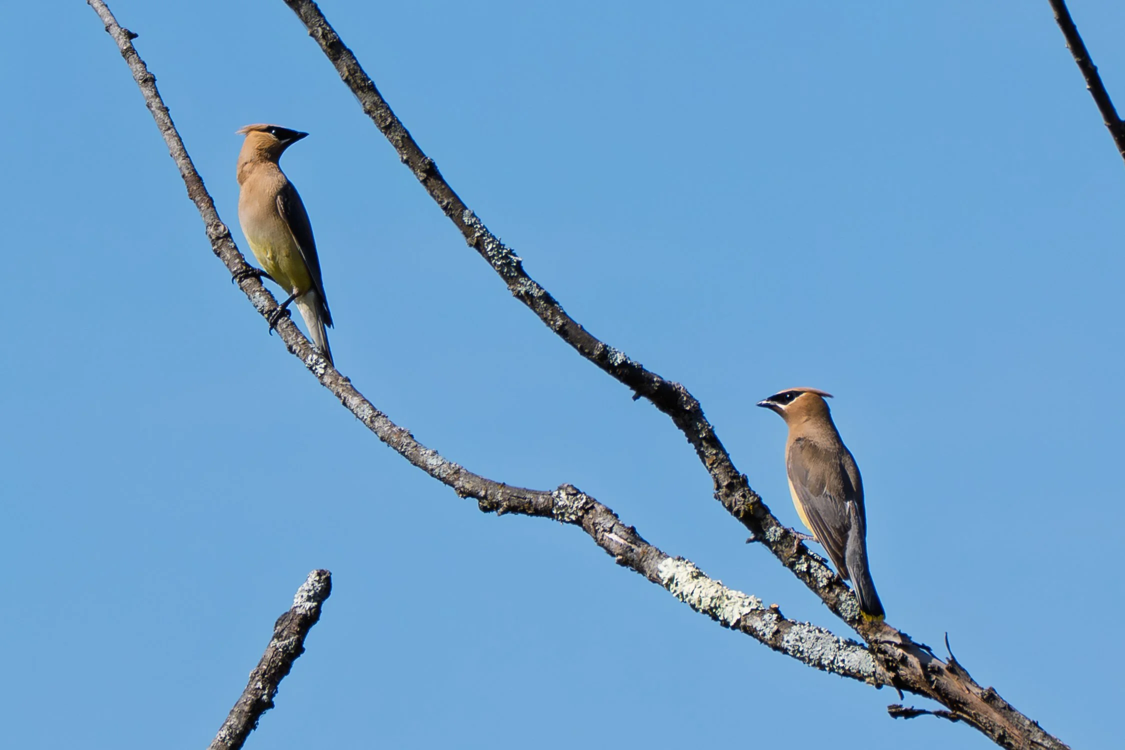 Cedar Waxwing 01
