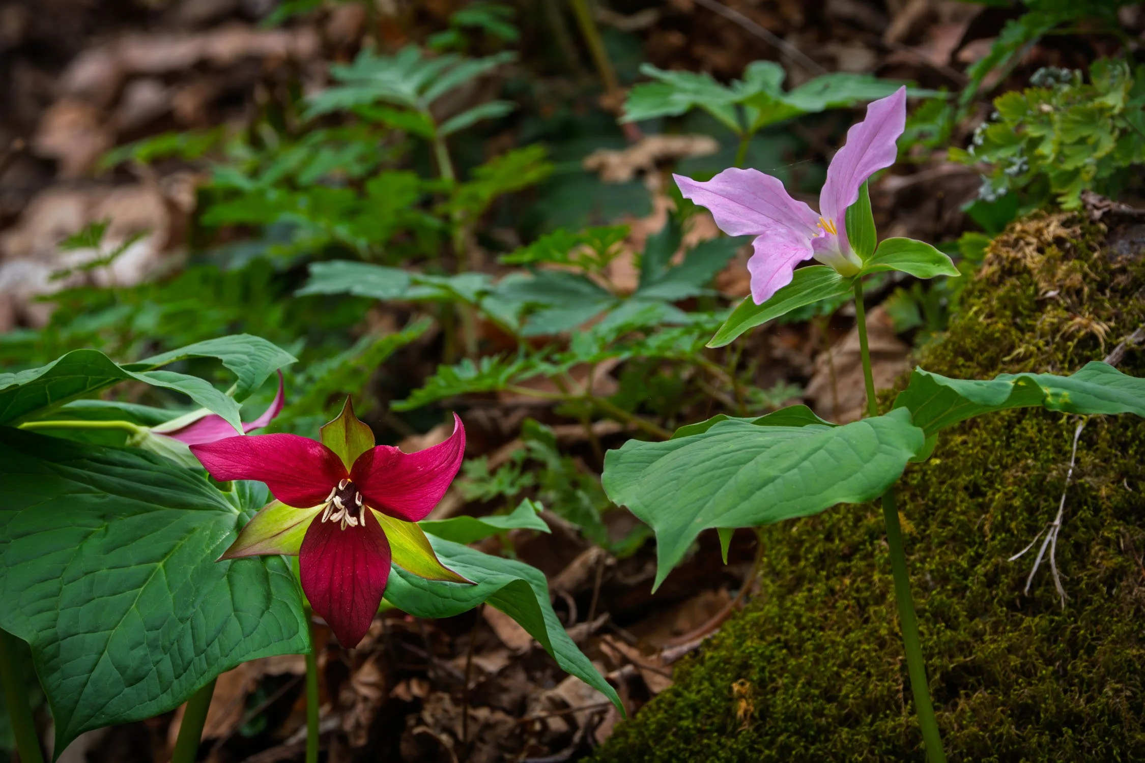 Pink and Red Trillium 01, [Fine Art America]