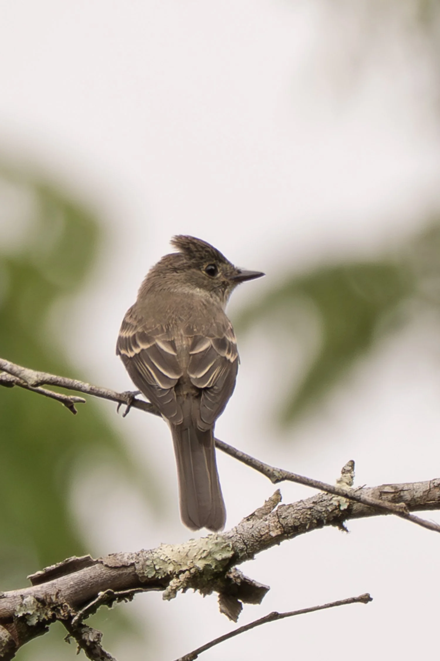 Eastern Wood-pewee 01
