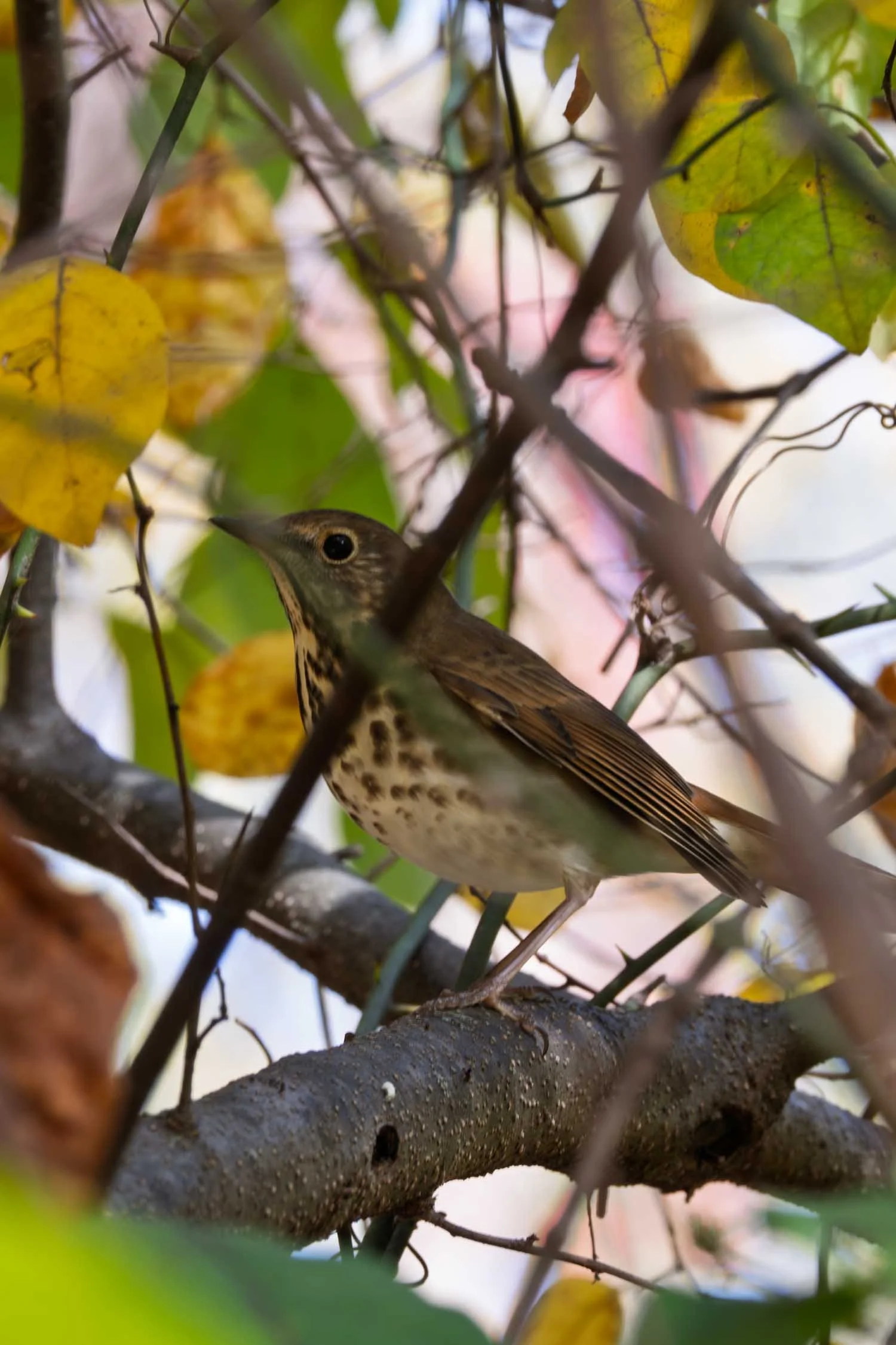Wood Thrush 01