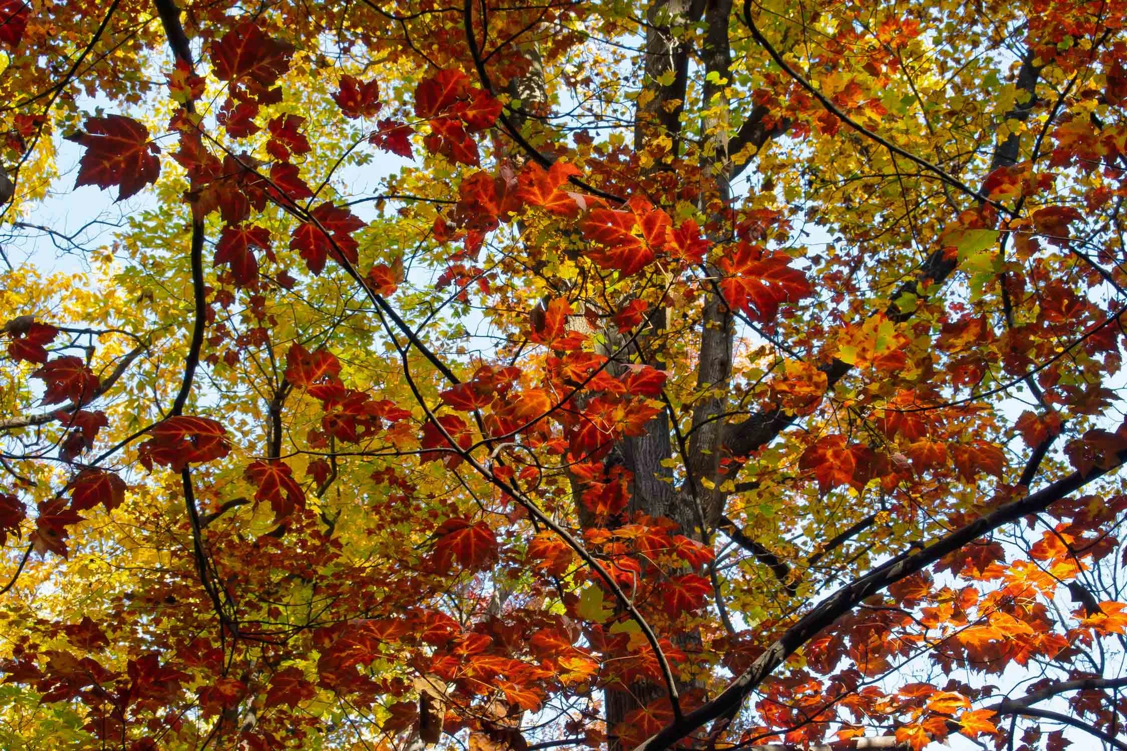 Autumn Leaves 04