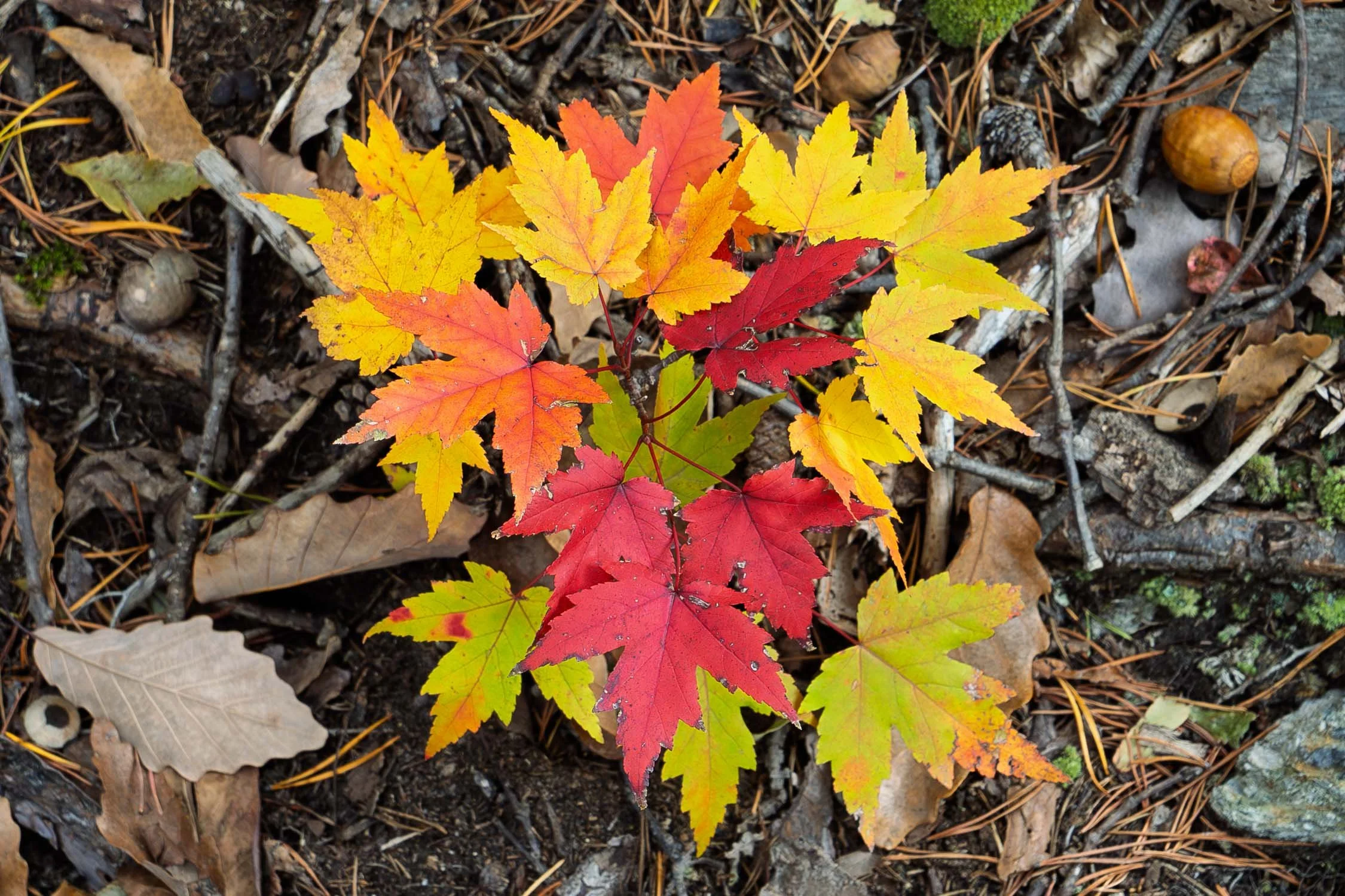 Autumn Leaves 15
