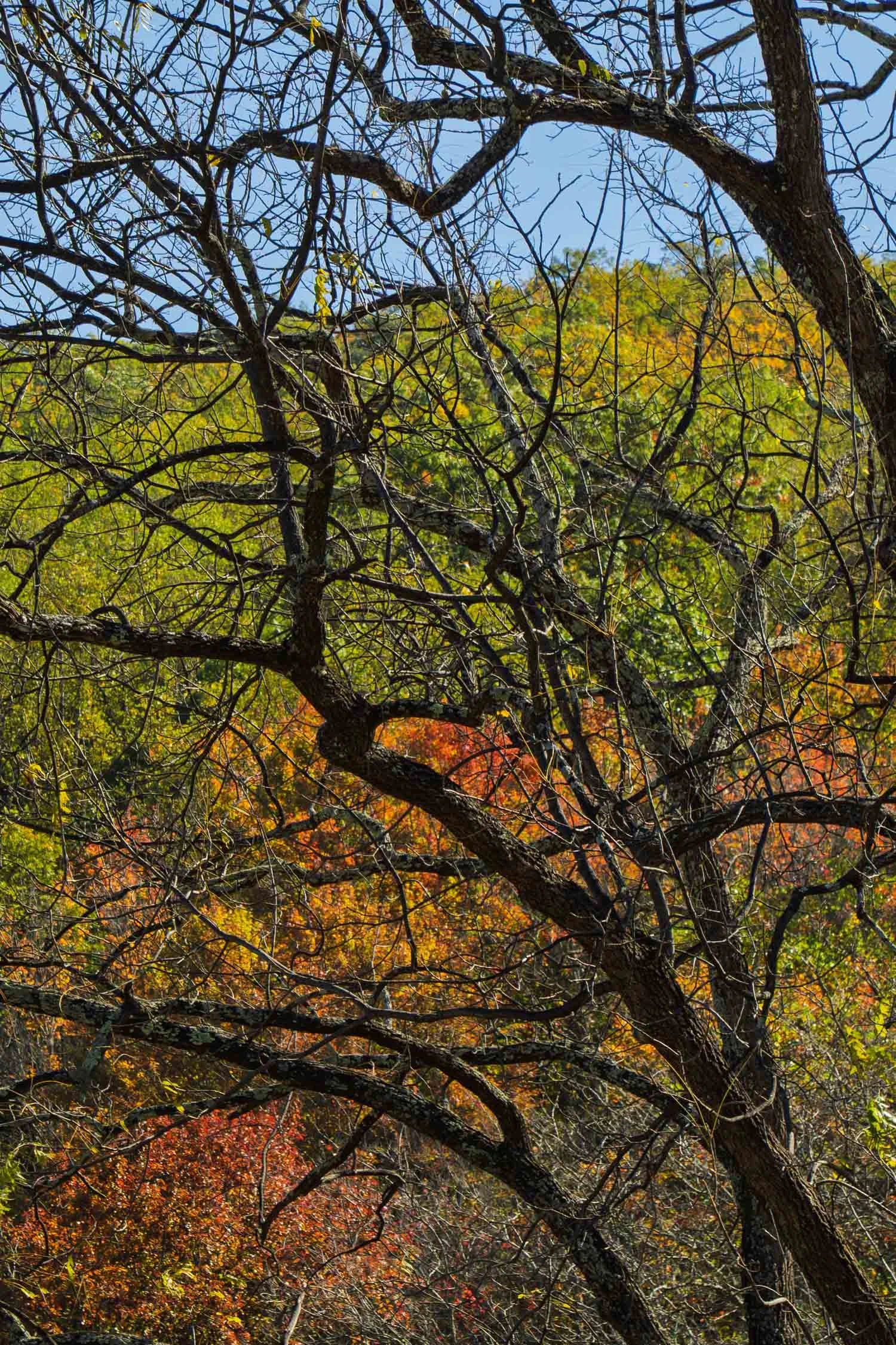 Autumn Leaves 11