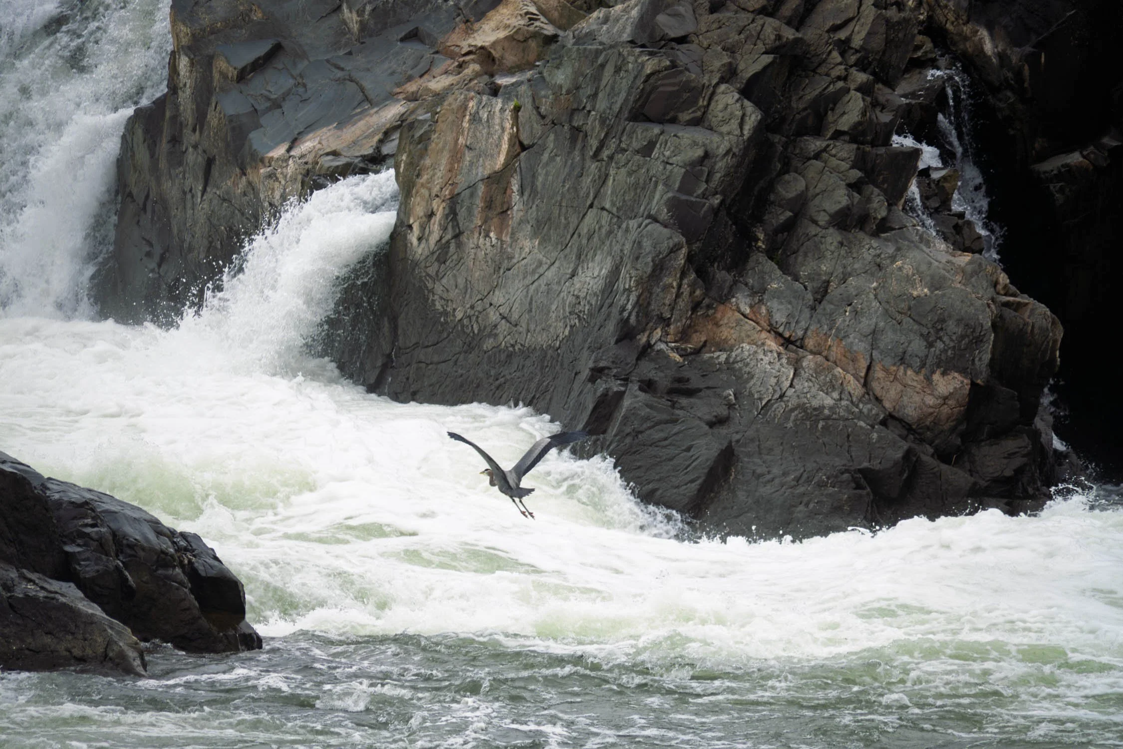 Great Blue Heron Flight 01