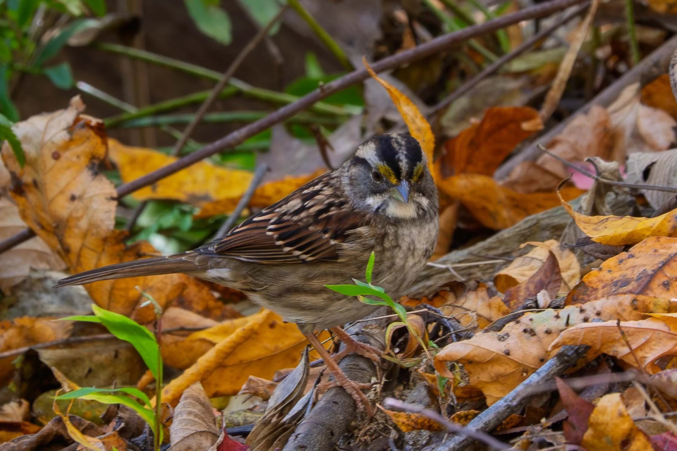White-throated Sparrow