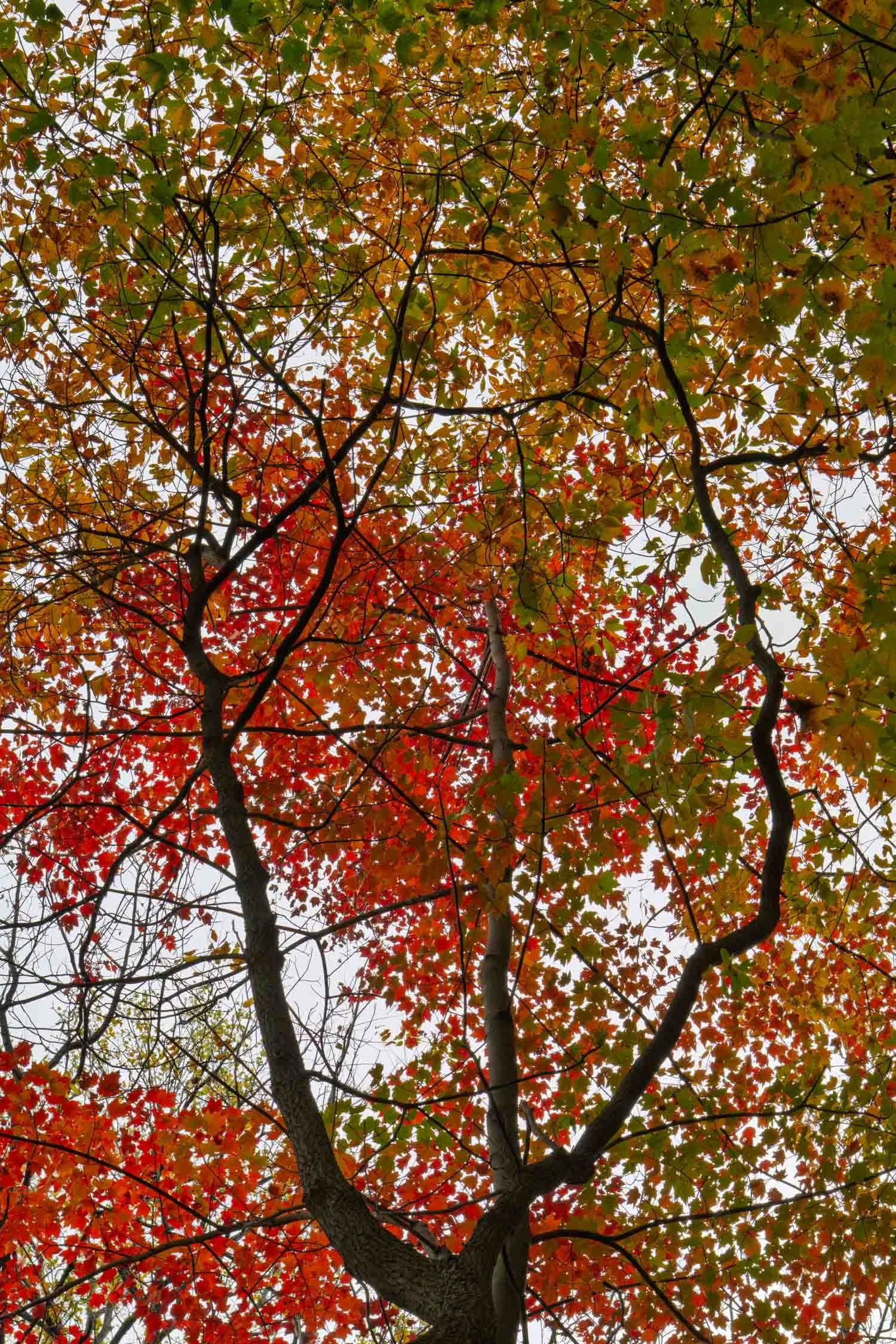 Autumn Leaves 13