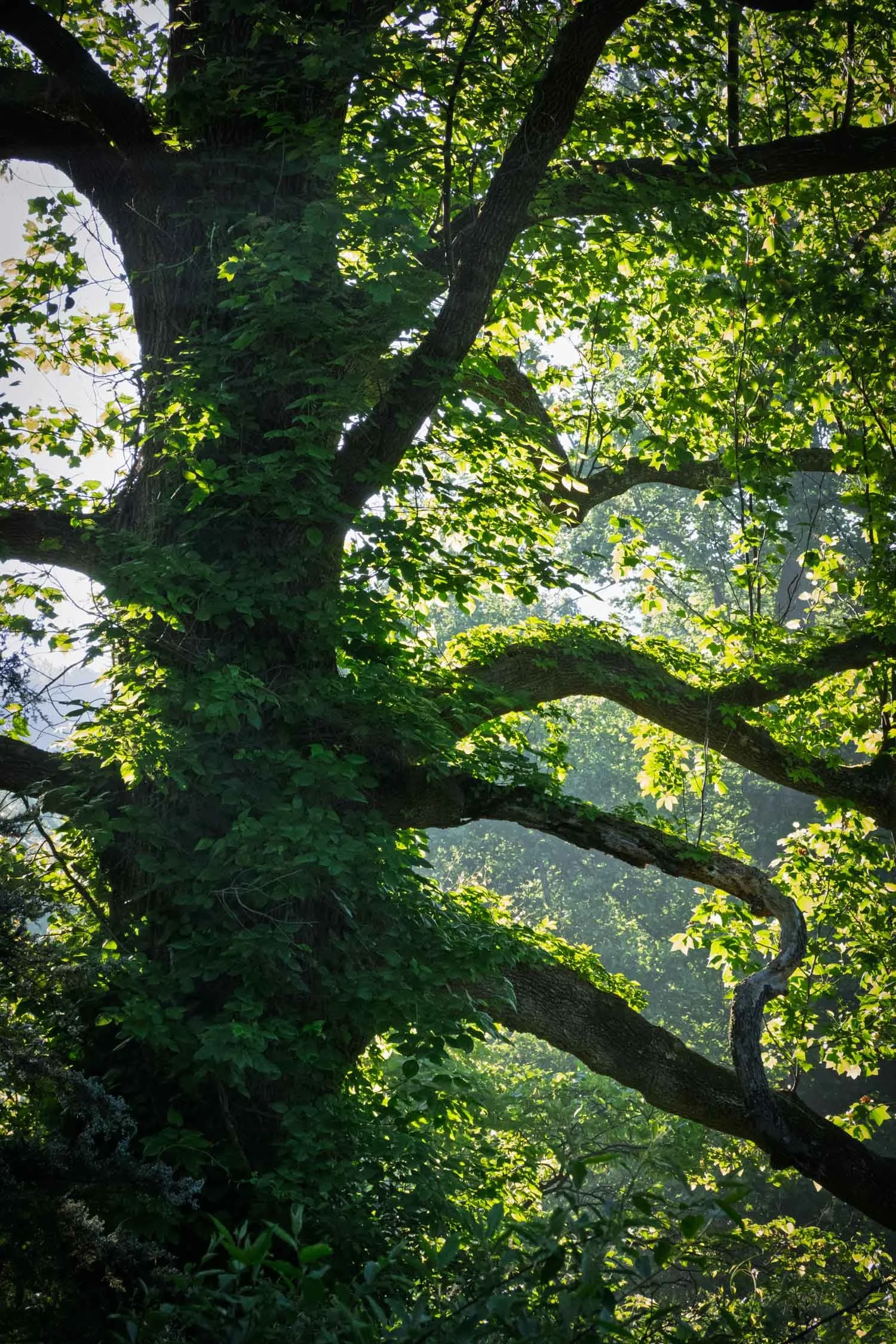 Tree Monster 01, [Fine Art America, Redbubble]