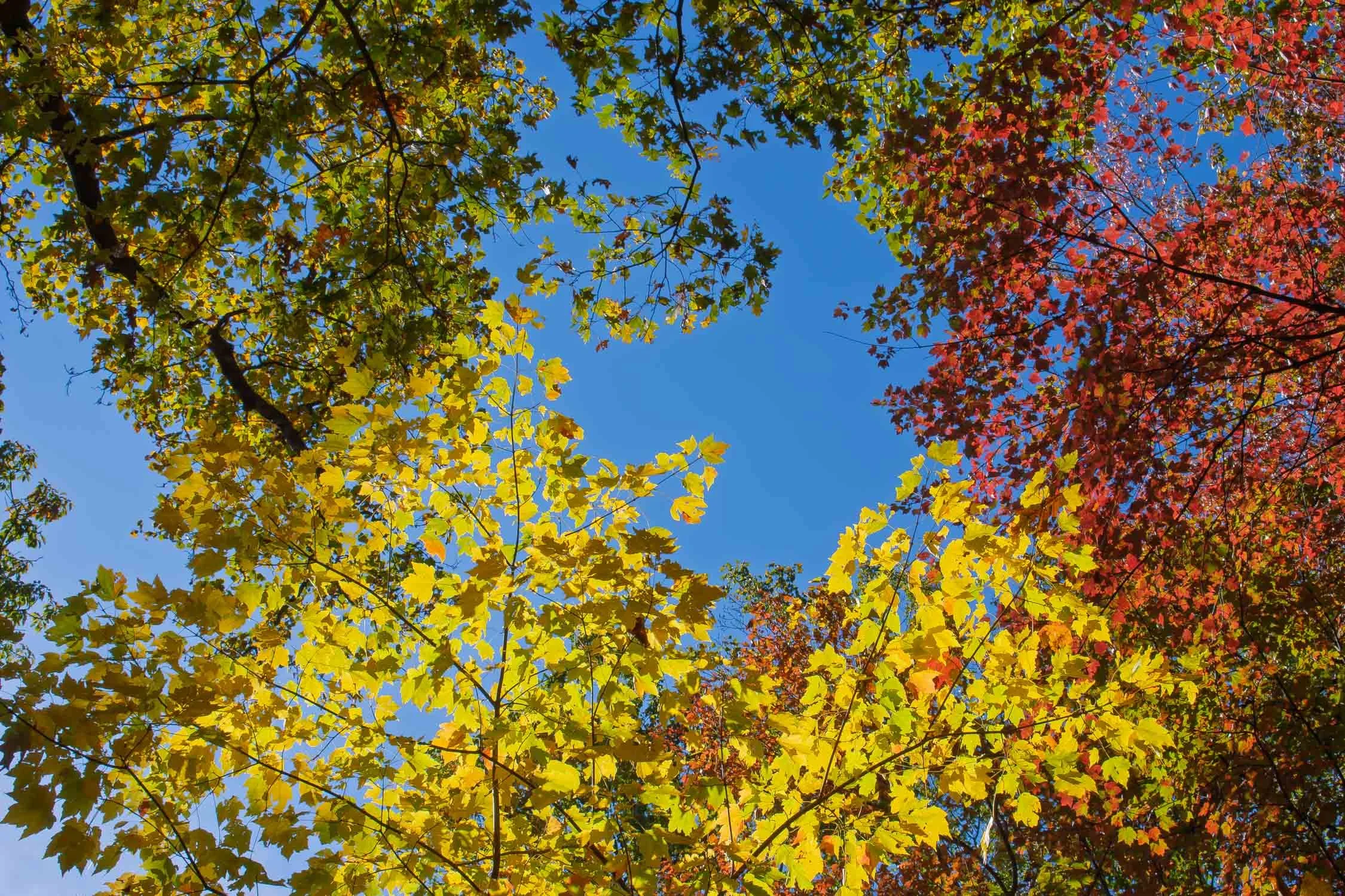 Autumn Leaves 03
