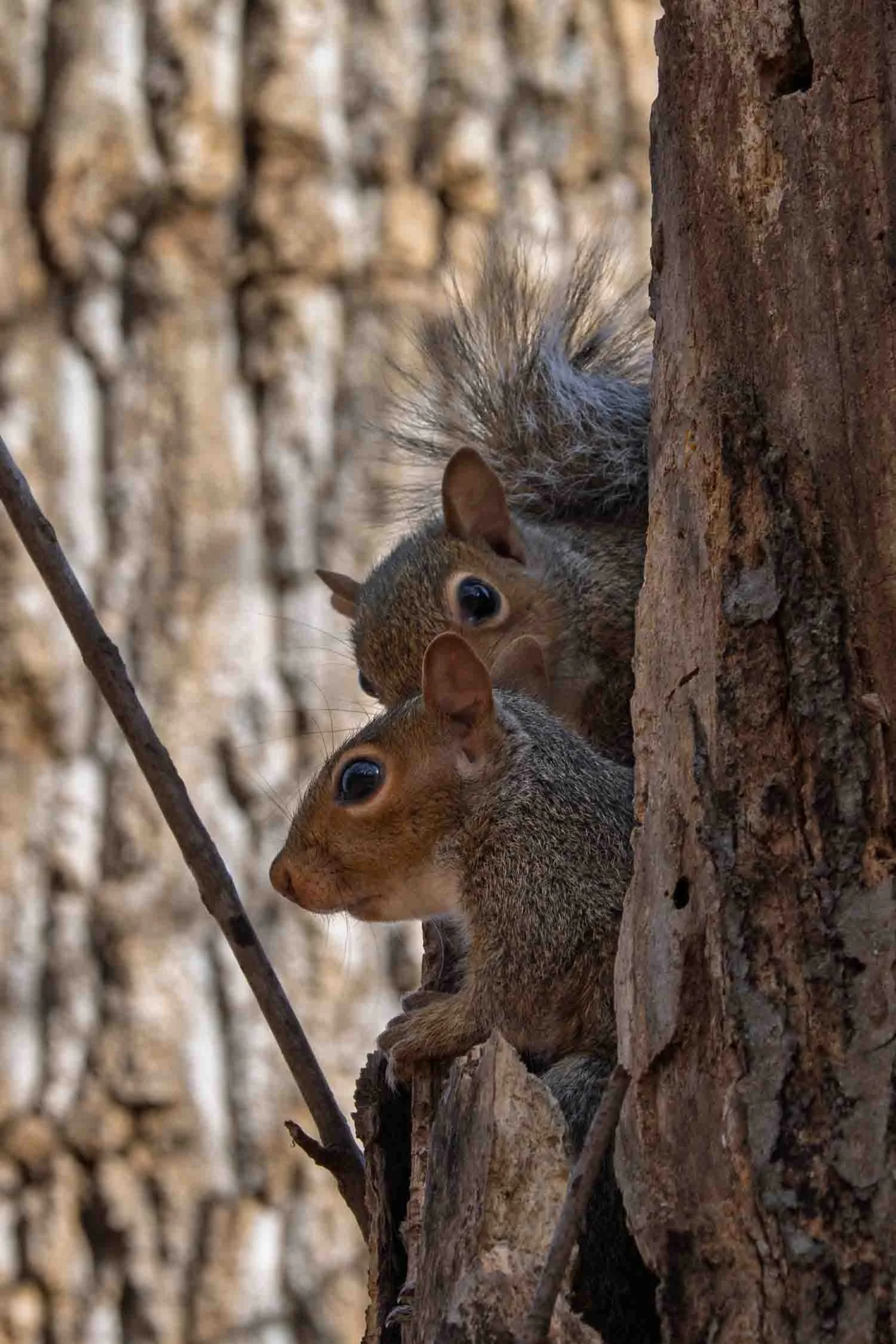 Squirrel (Eastern Gray) 01
